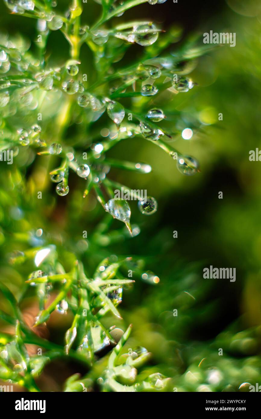 Die frühe Sonne beleuchtet die Tautropfen auf dem grünen Dill. Hintergrund. Verschwommen Stockfoto