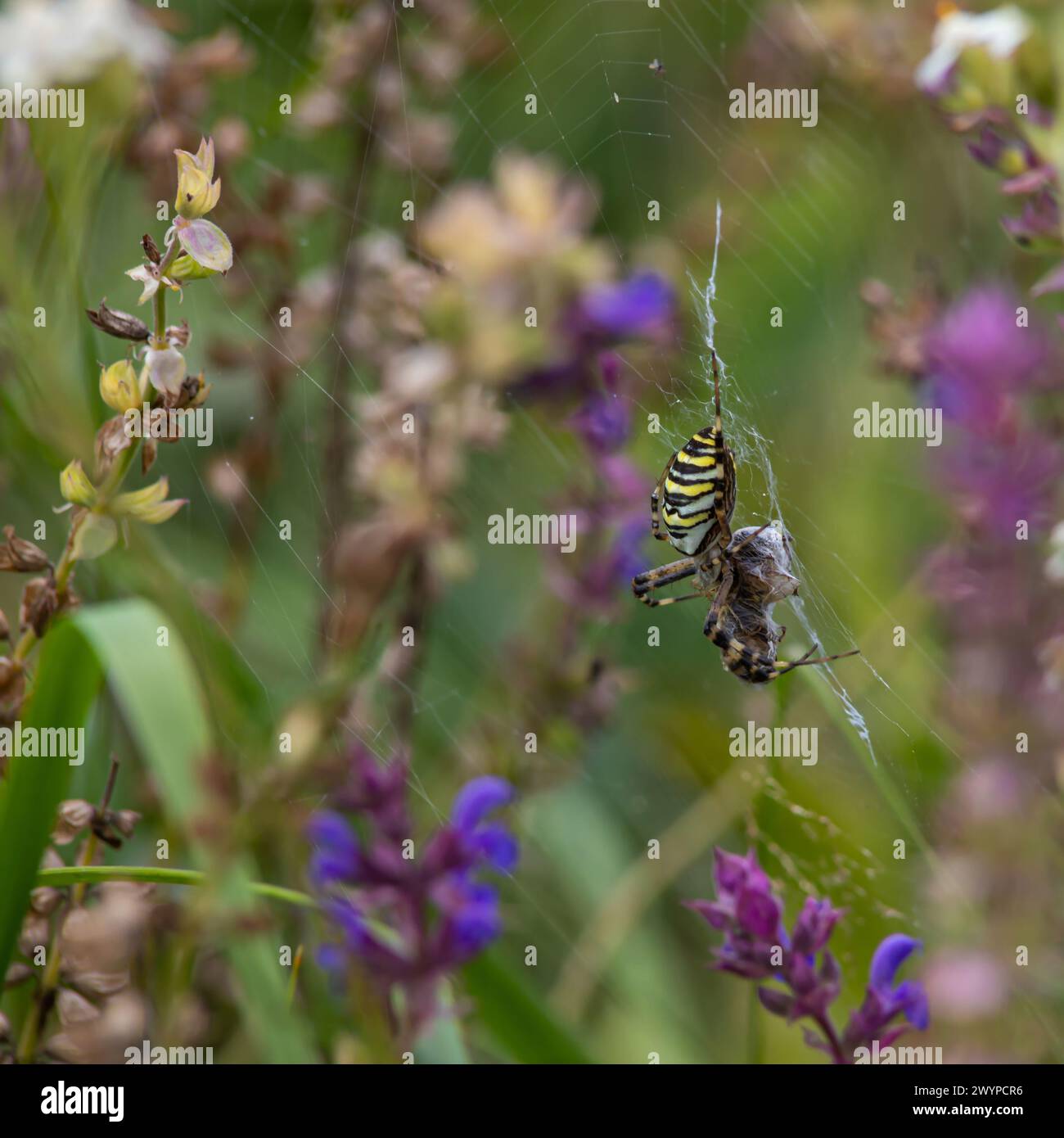 Die wilde Raubtierspinne Argiope bruennichi mit markanten gelben und schwarzen Streifen auf dem Bauch fängt Beute in ihrem Netz, lähmt sie und wickelt sie ein Stockfoto