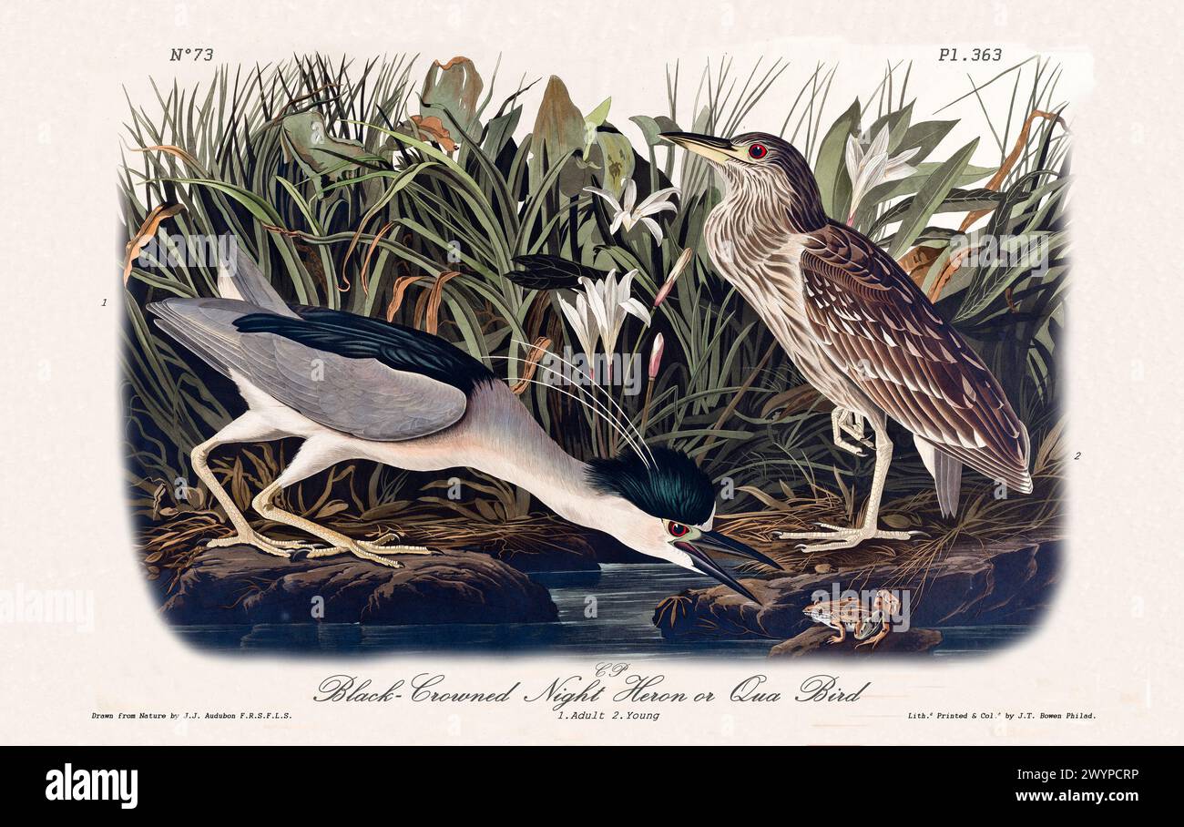 Schwarz gekrönter Nachthreiher, erwachsen und jung, illustriert von J.J. Audubon aus Birds of America, Philadelphia, 1840. Detaillierte Darstellung im Sumpfhabitat Stockfoto