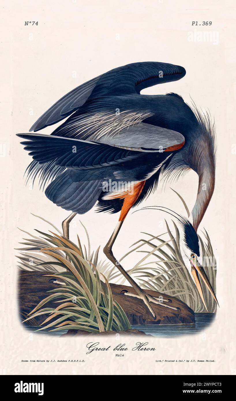 Großer Blaureiher, erwachsener Mann, illustriert von J.J. Audubon aus Birds of America, Philadelphia, 1840. Elegante Darstellung im Sumpfhabitat. Stockfoto