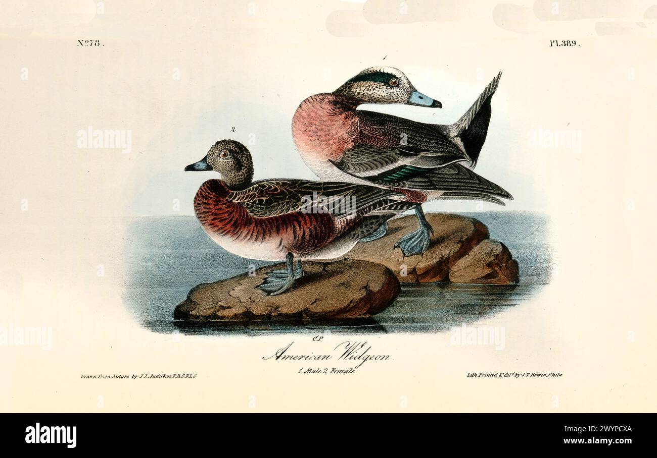 American Widgeon Pärchen stehen auf Felsen am See, männlich mit blassen Krone und lebhafter Brust, weiblich gedämpfter. Von J.J. Audubon: Birds of America, 1840 Stockfoto
