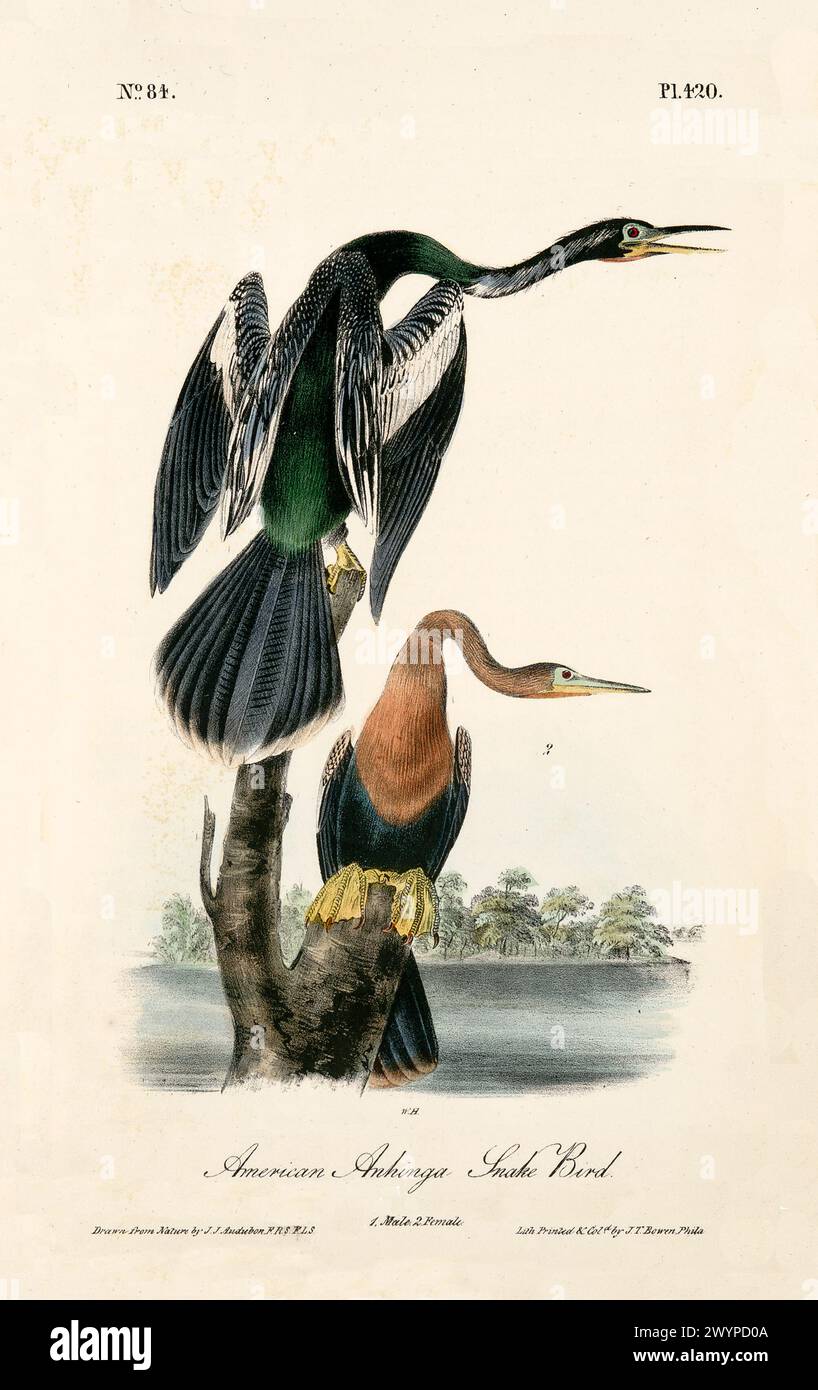 American Anhinga oder Snake Bird thront über dem Wasser mit ausgebreiteten Flügeln, die ein lebendiges Gefieder zeigen. Von J.J. Audubon: Birds of America, Philadelphia, 1840 Stockfoto