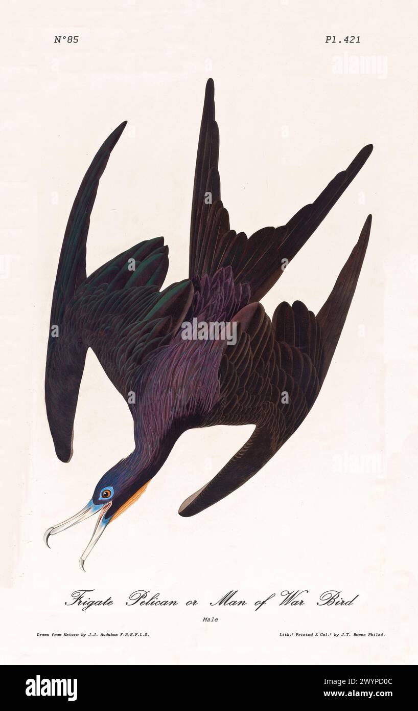 Fregatte Pelican oder man of war Bird im Flug, lebhaftes Gefieder und gespaltener Schwanz voll ausgezogen. Von J.J. Audubon: Birds of America, Philadelphia, 1840 Stockfoto