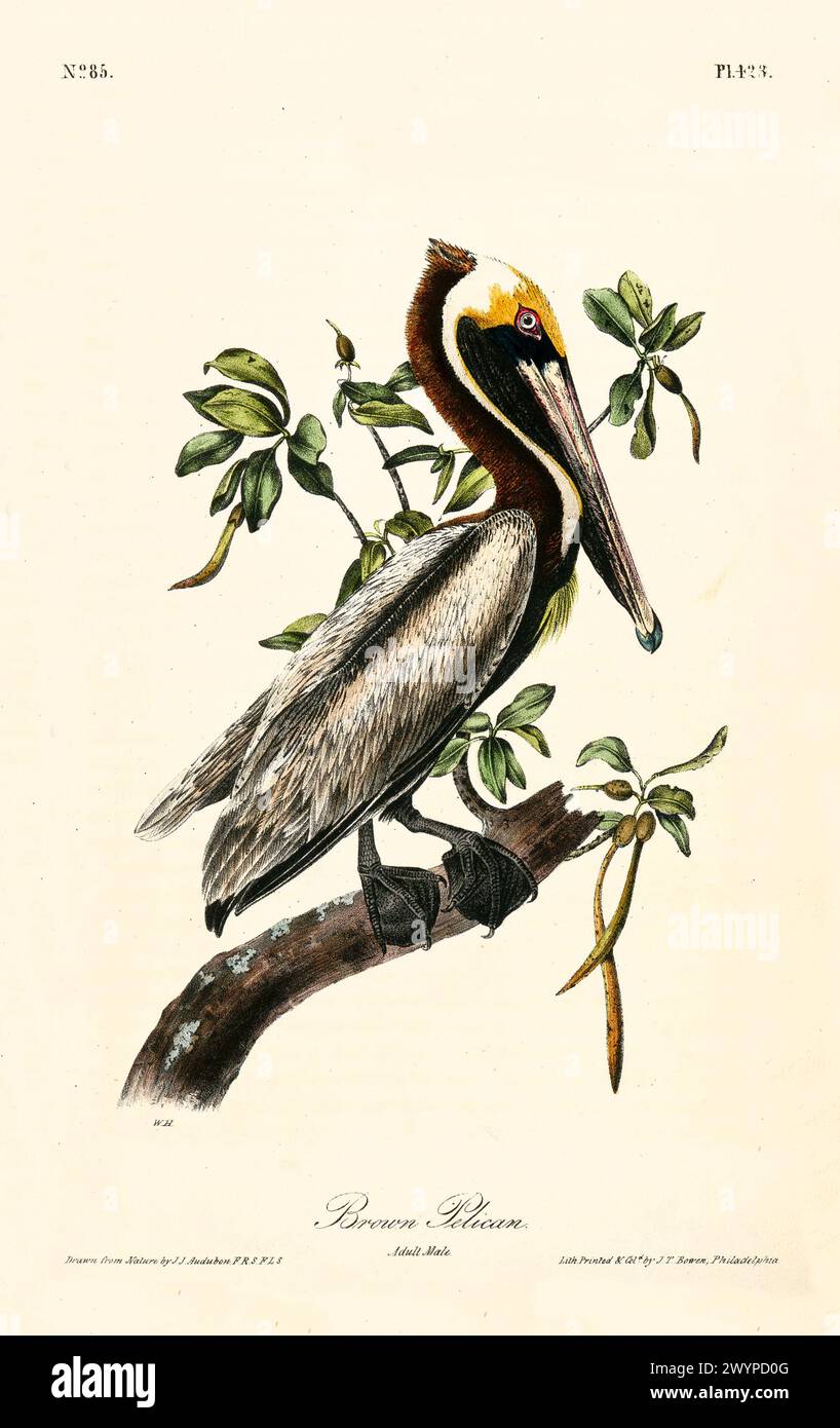 Illustration des braunen Pelikans, der zwischen grünen Zweigen thront und sein unverwechselbares Gebilde und Gefieder zeigt. Von J.J. Audubon: Birds of America, 1840 Stockfoto