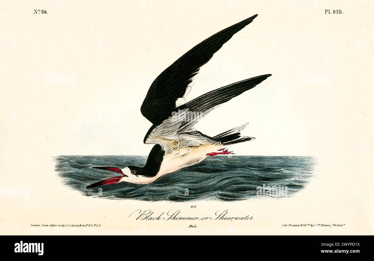 Black Skimmer oder Shearwater, das Meereswellen mit leuchtend rotem Segel und langen Flügeln abschirmt. Von J.J. Audubon: Birds of America, 1840 Stockfoto