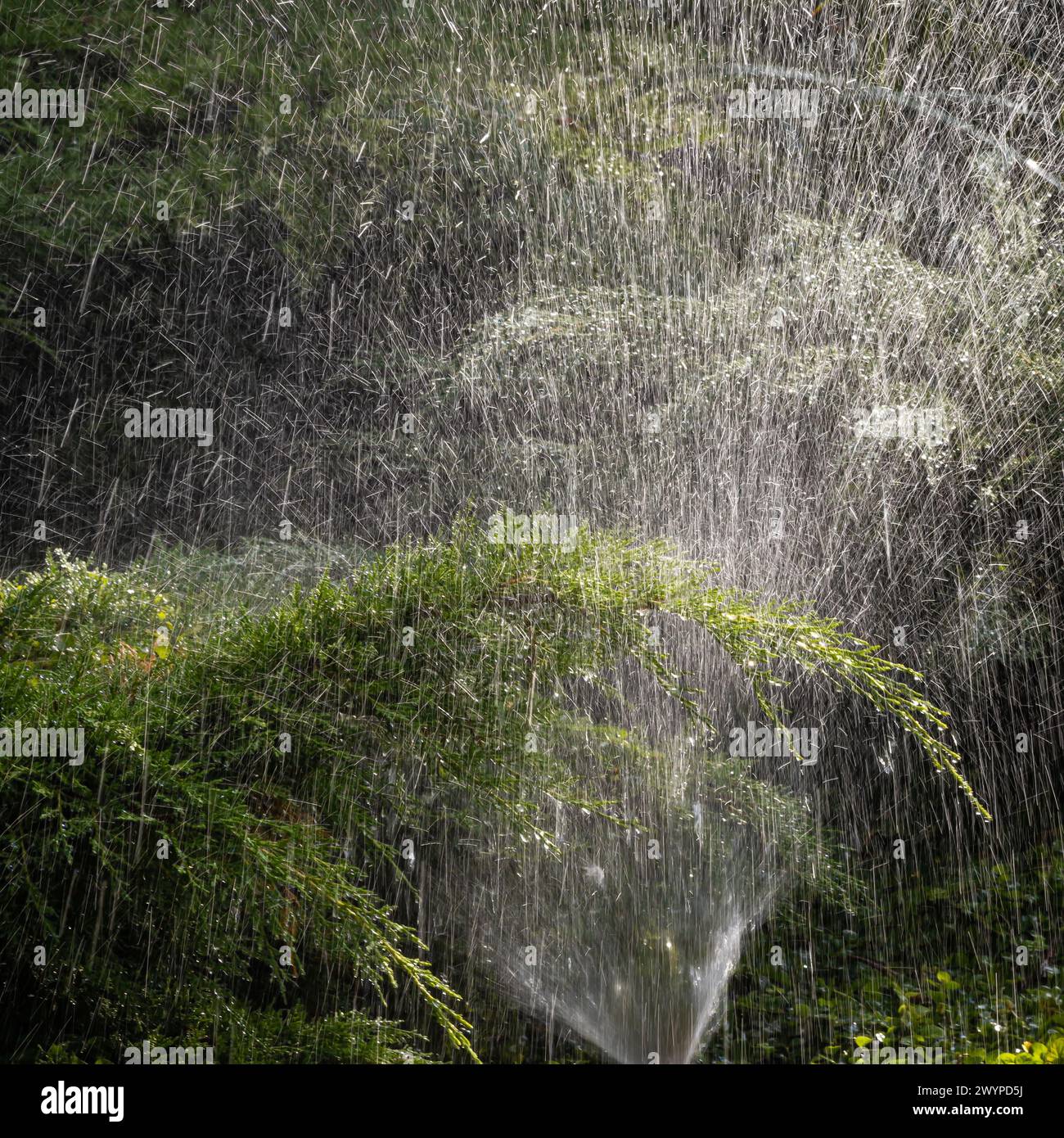 Moderne Geräte des Bewässerungsgartens. Bewässerungssystem - Technik der Bewässerung im Garten. Rasensprenger sprühen Wasser über Grün Stockfoto