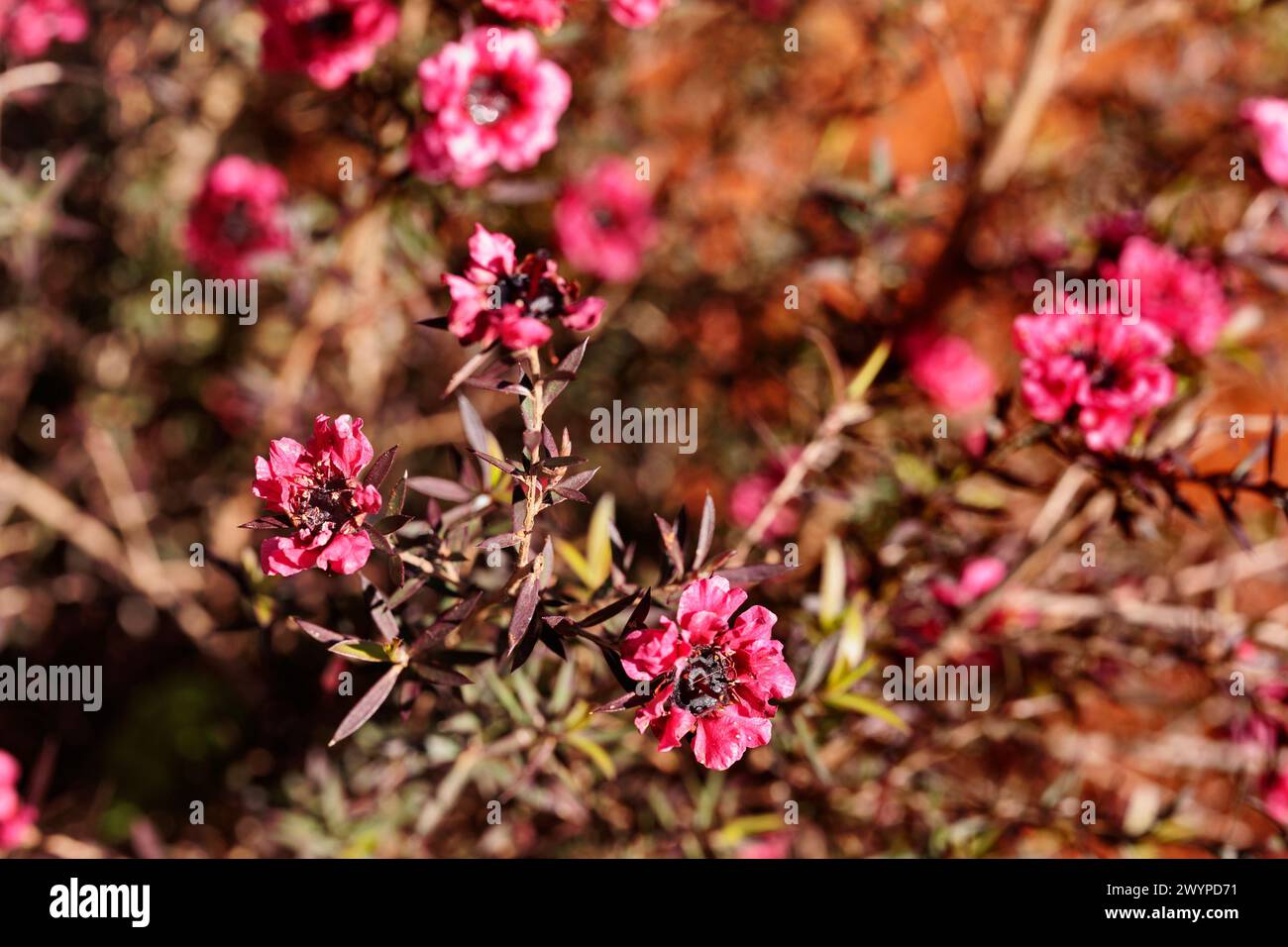 Blühende Pflanze des stacheligen Teebaumes, leptospermum juniperinum oder Neuseelands Teebaum Stockfoto