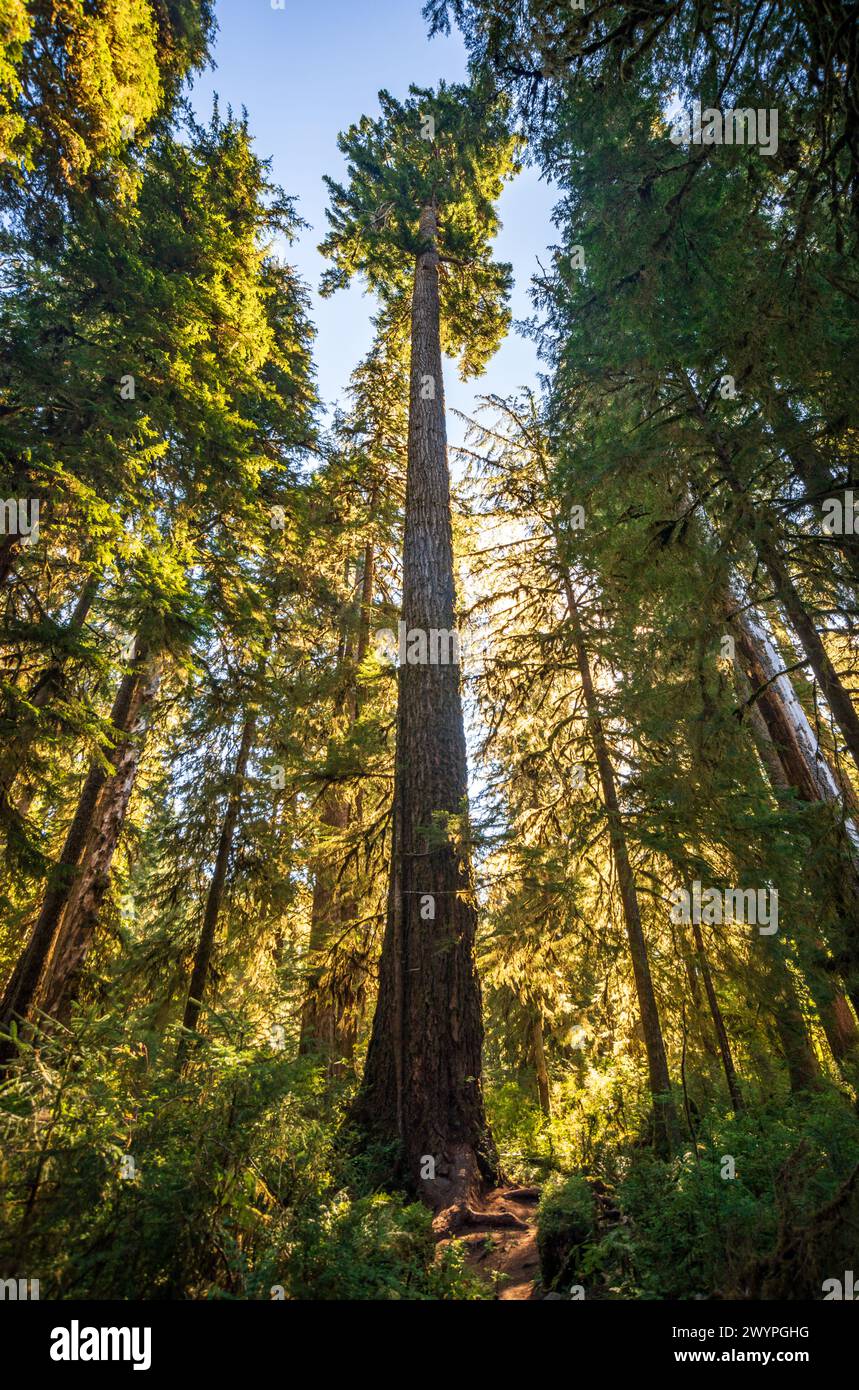 The Tree Canopy im Hoh Rainforest im Olympic National Park, Washington State, USA Stockfoto