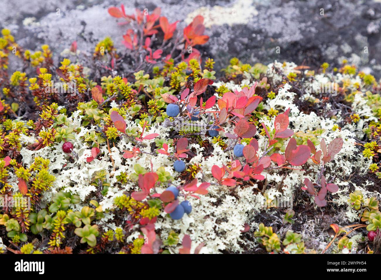 Heidelbeerstrauch mit Reifen Beeren aus nächster Nähe Stockfoto