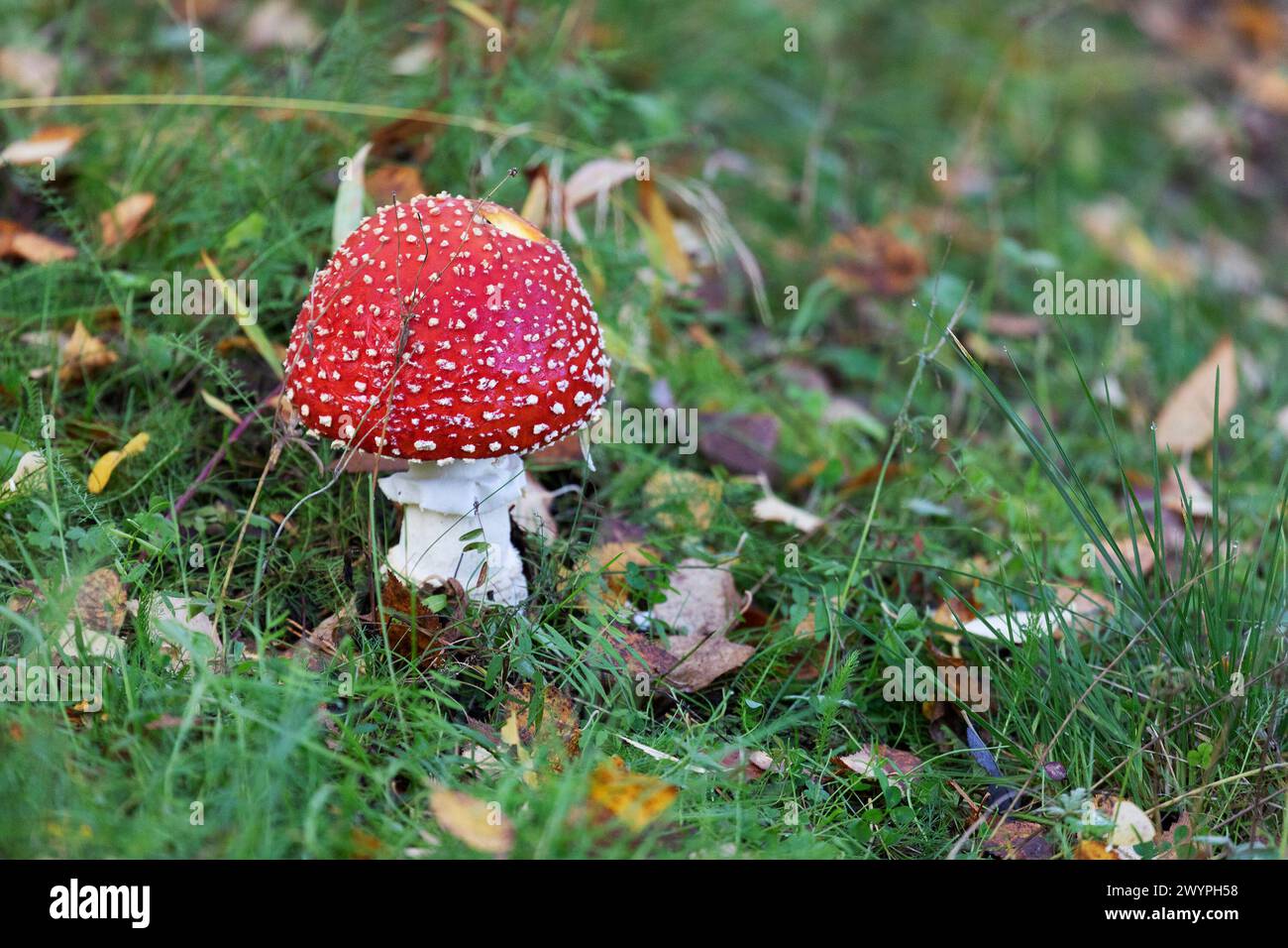 Wunderschöne rote Fliegenpilz, die zwischen dem Gras wächst Stockfoto