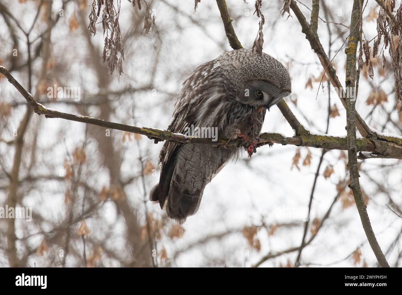 Große graue Eule sitzt auf einem Baumzweig mit einer gefangenen Maus Stockfoto