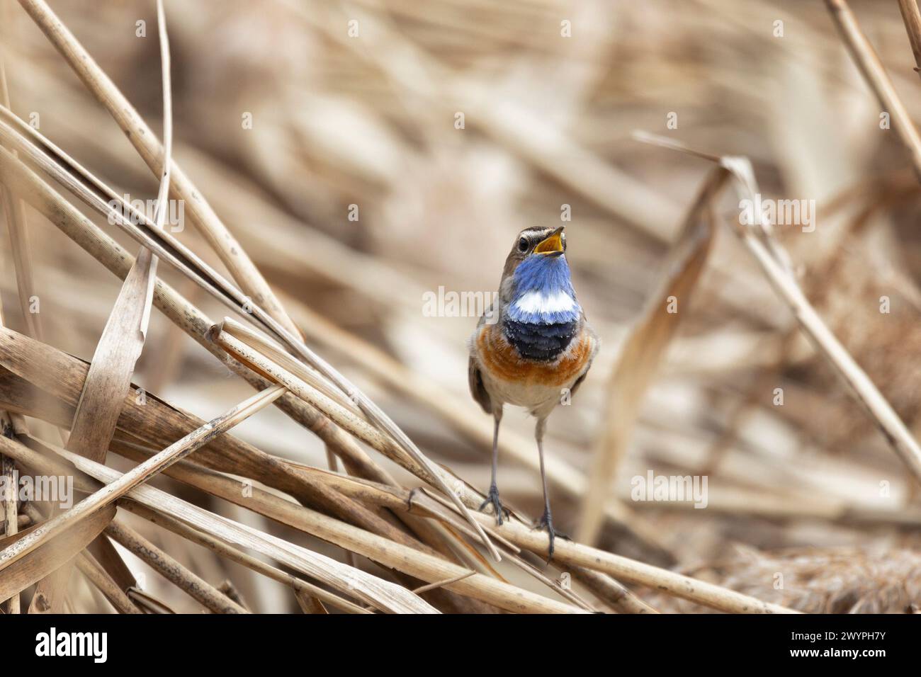 Bluethroat, luscinia svecica. Der Vogel singt ganz nah Stockfoto
