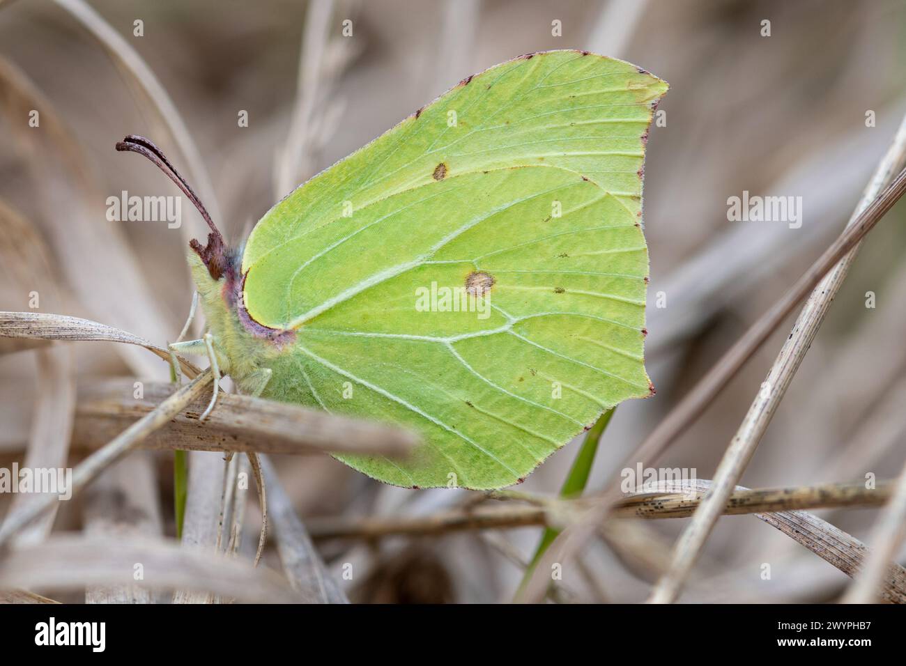 Schwefel-Schmetterling (Gonepteryx rhamni), der im Frühjahr zwischen Gräsern ruht, Hampshire, England, Großbritannien Stockfoto
