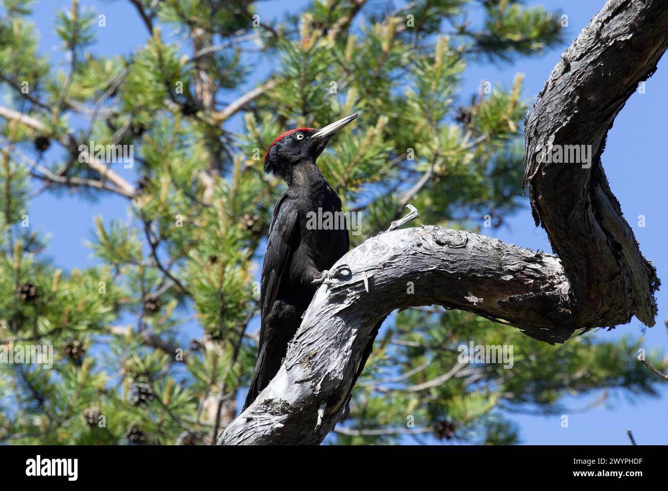 Schwarzspecht sitzt an einem Frühlingstag auf einem Baum im Wald und sucht nach Insekten Stockfoto
