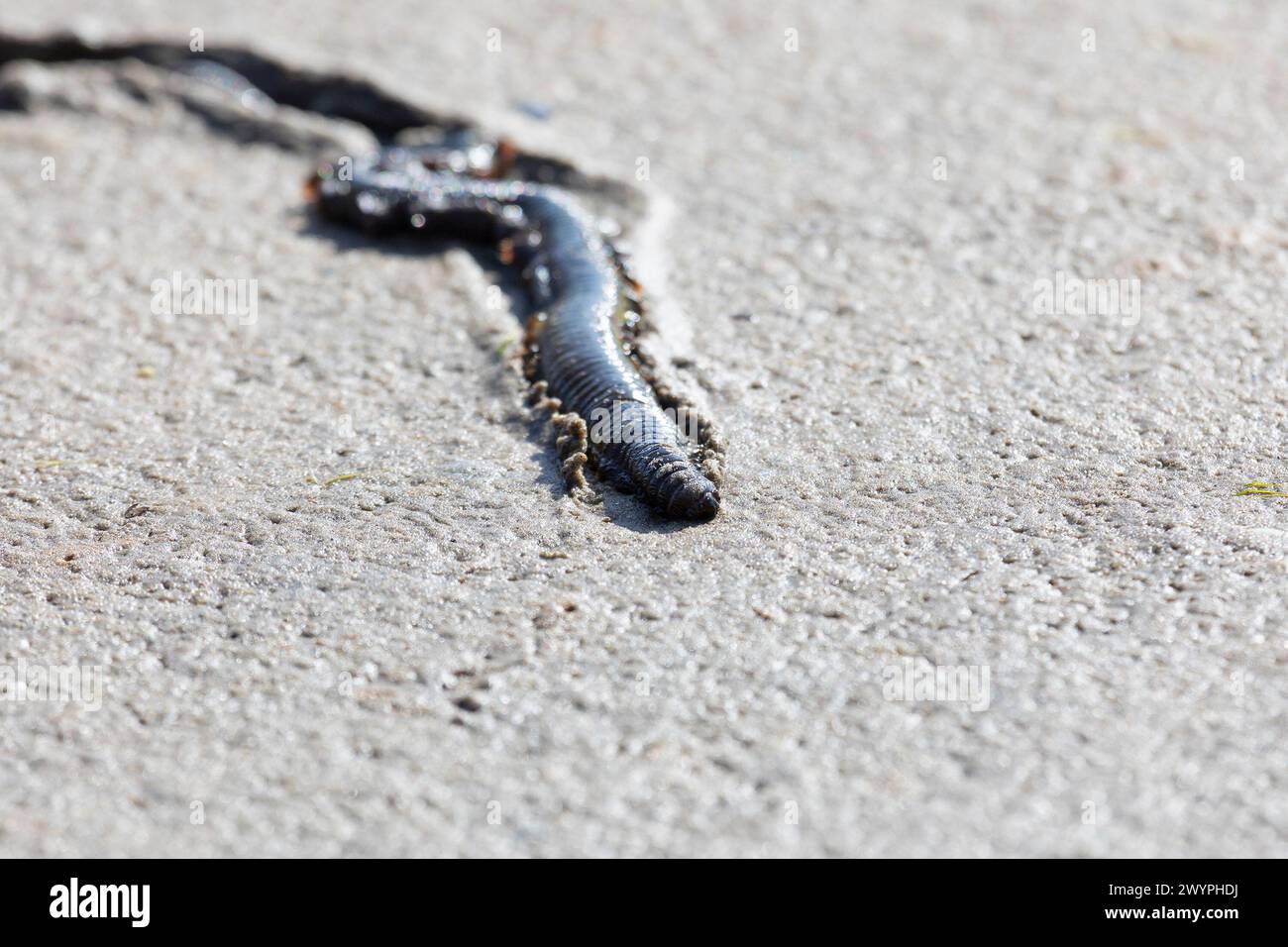 Nereis Jungfrauen aus nächster Nähe, die auf dem Sand liegen Stockfoto