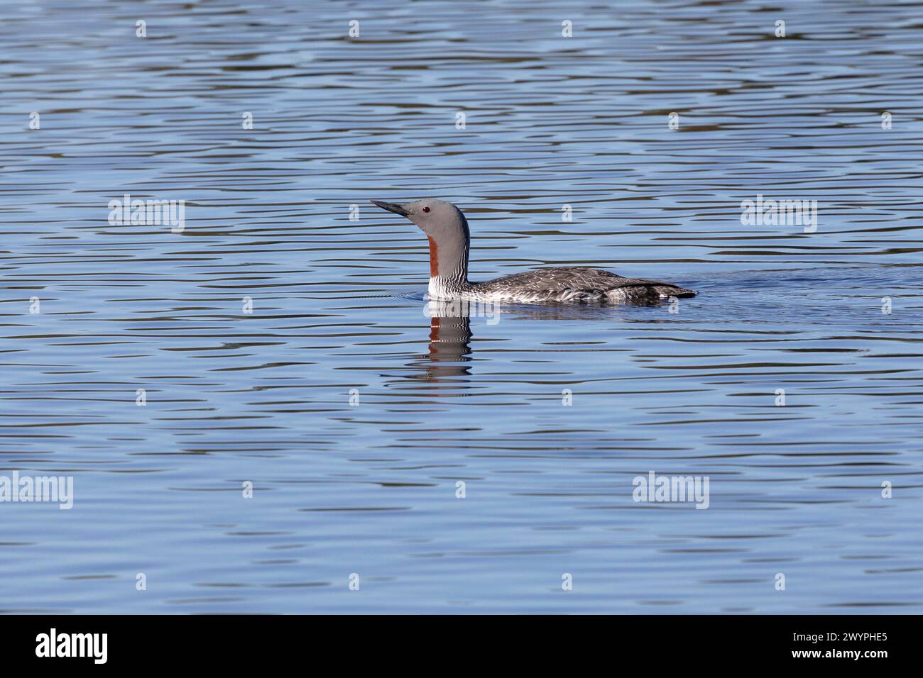 Rothohriger Loon schwimmt auf dem See, Arktis, Russland Stockfoto