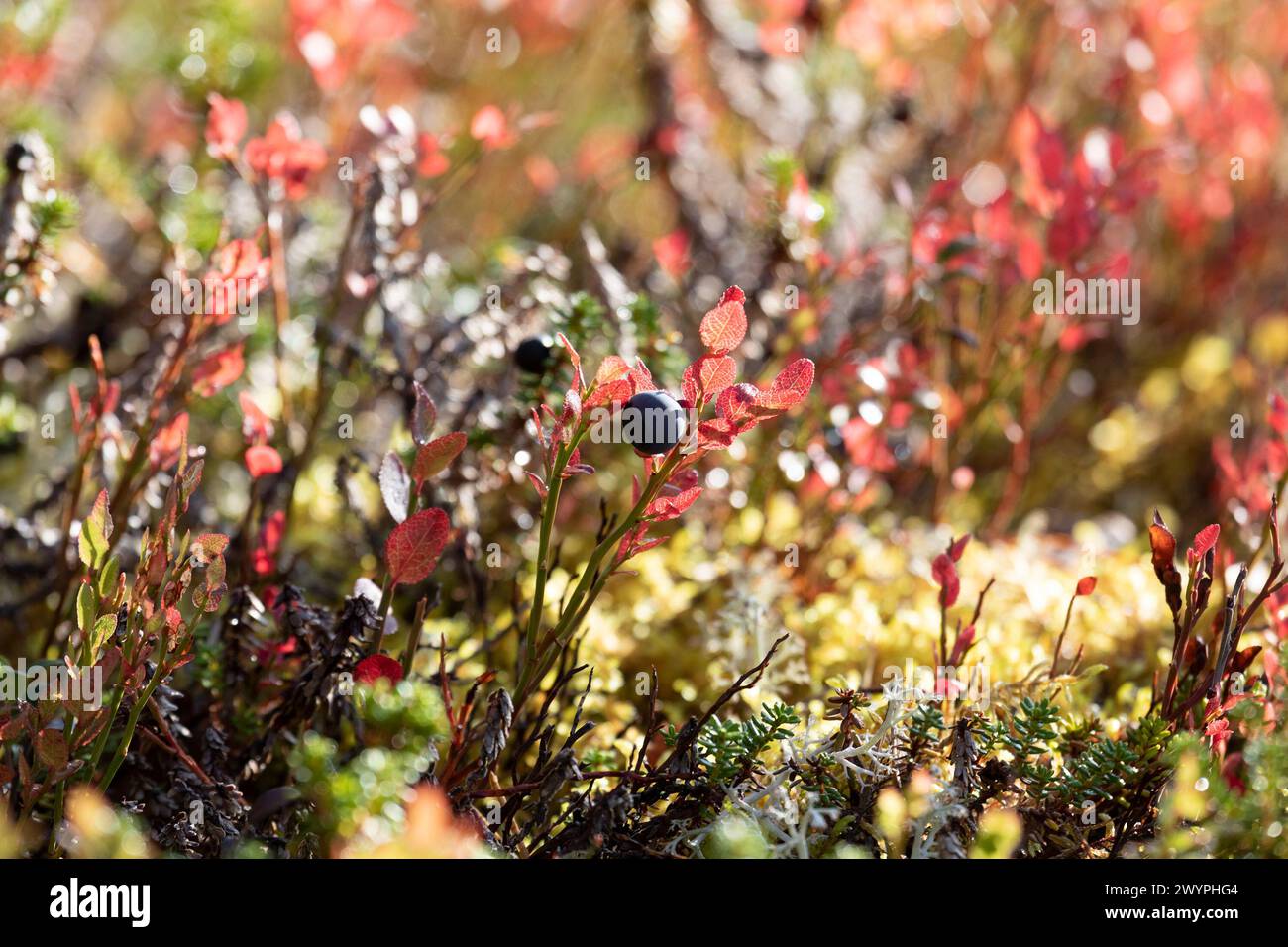 Heidelbeerstrauch mit Reifen Beeren aus nächster Nähe Stockfoto