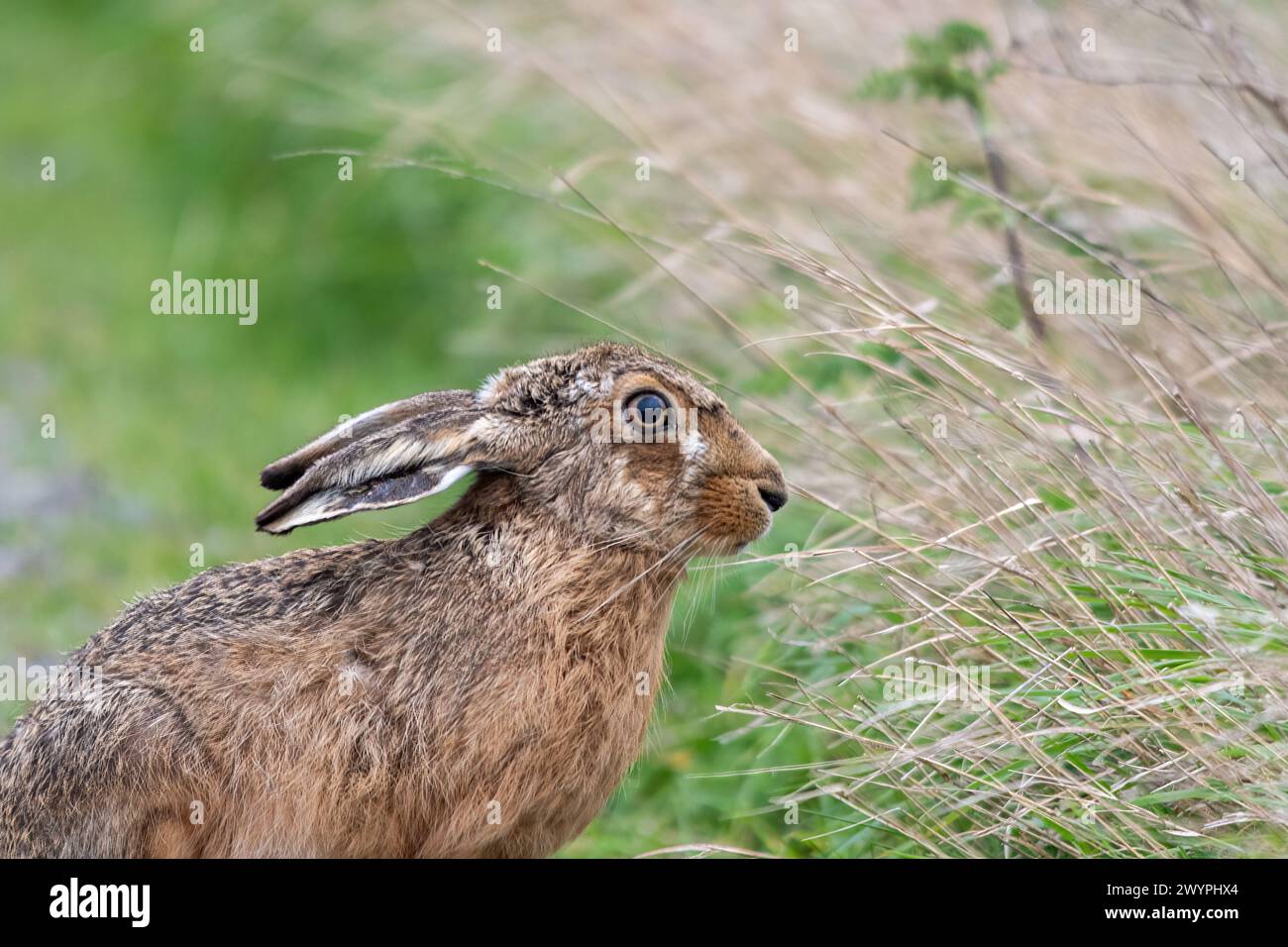 Braunhase (Lepus europaeus) Nahaufnahme in Grasland, Kent, England, Vereinigtes Königreich. Britische Tierwelt Stockfoto