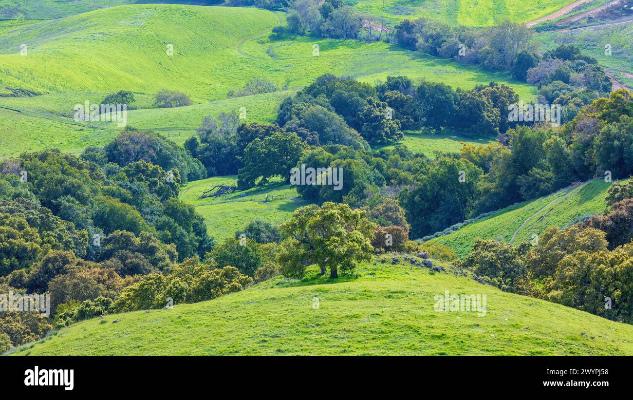 Frühlingsblick auf Oak Woodlands und Grassy Rolling Hills. Ed R. Levin County Park, Santa Clara County, Kalifornien, USA. Stockfoto