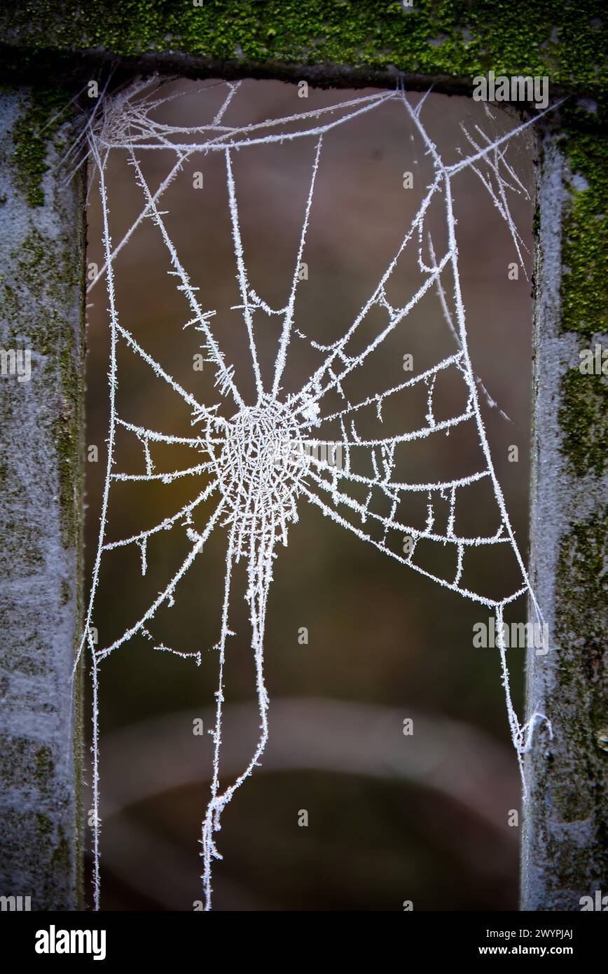 Spinnennetz in den Geländern eines Zauns an einem frostigen Tag Stockfoto