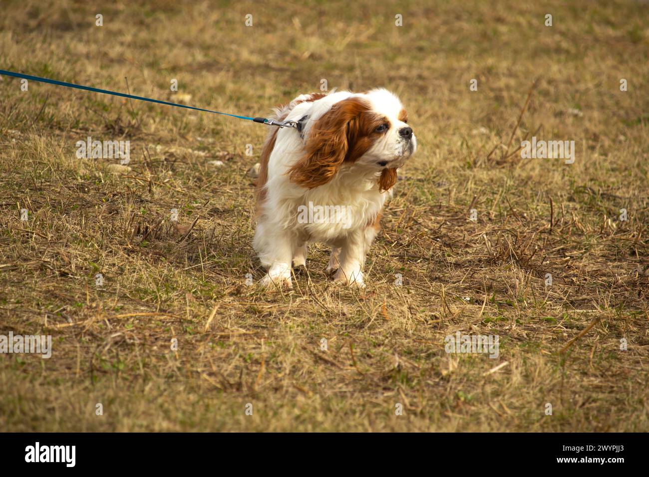 Cavalier-König charles spaniel, alter Hund auf Gehweg Stockfoto