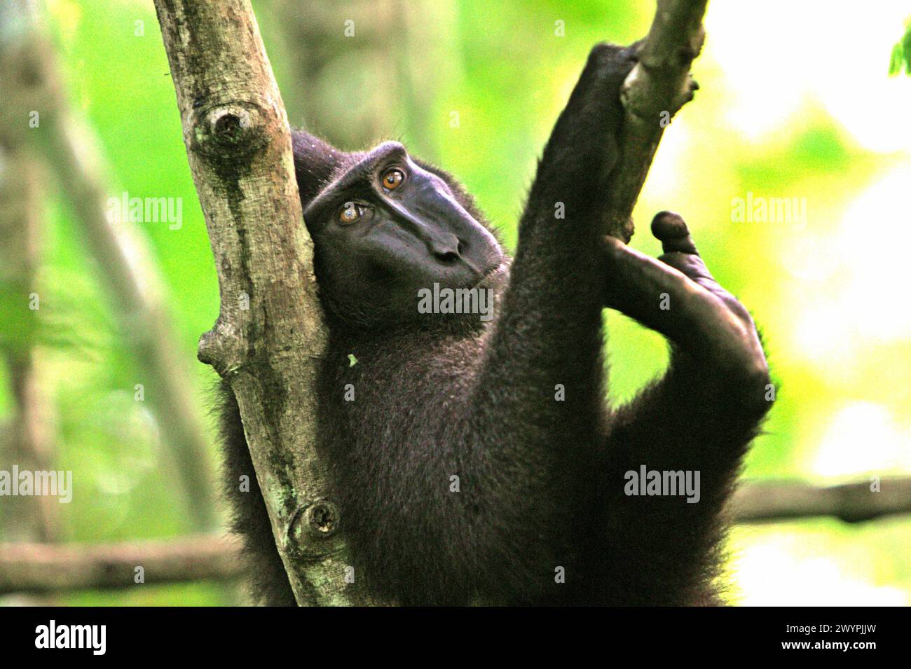 Ein Haubenmakaken (Macaca nigra) blickt auf, während er sich an einen Baumstamm lehnt, während er im Tangkoko-Wald in Nord-Sulawesi, Indonesien, ruht. „Der Klimawandel ist einer der wichtigsten Faktoren, die die biologische Vielfalt weltweit in alarmierender Geschwindigkeit beeinflussen“, so ein Team von Wissenschaftlern unter der Leitung von Antonio acini Vasquez-Aguilar in ihrem Forschungspapier, das erstmals im März 2024 über environ Monit Assete veröffentlicht wurde. Es könnte die geografische Verteilung von Arten, einschließlich Arten, die stark von der Waldbedeckung abhängen, verschieben. Mit anderen Worten, der Klimawandel kann die Habitattauglichkeit von Primatenarten beeinträchtigen. Stockfoto