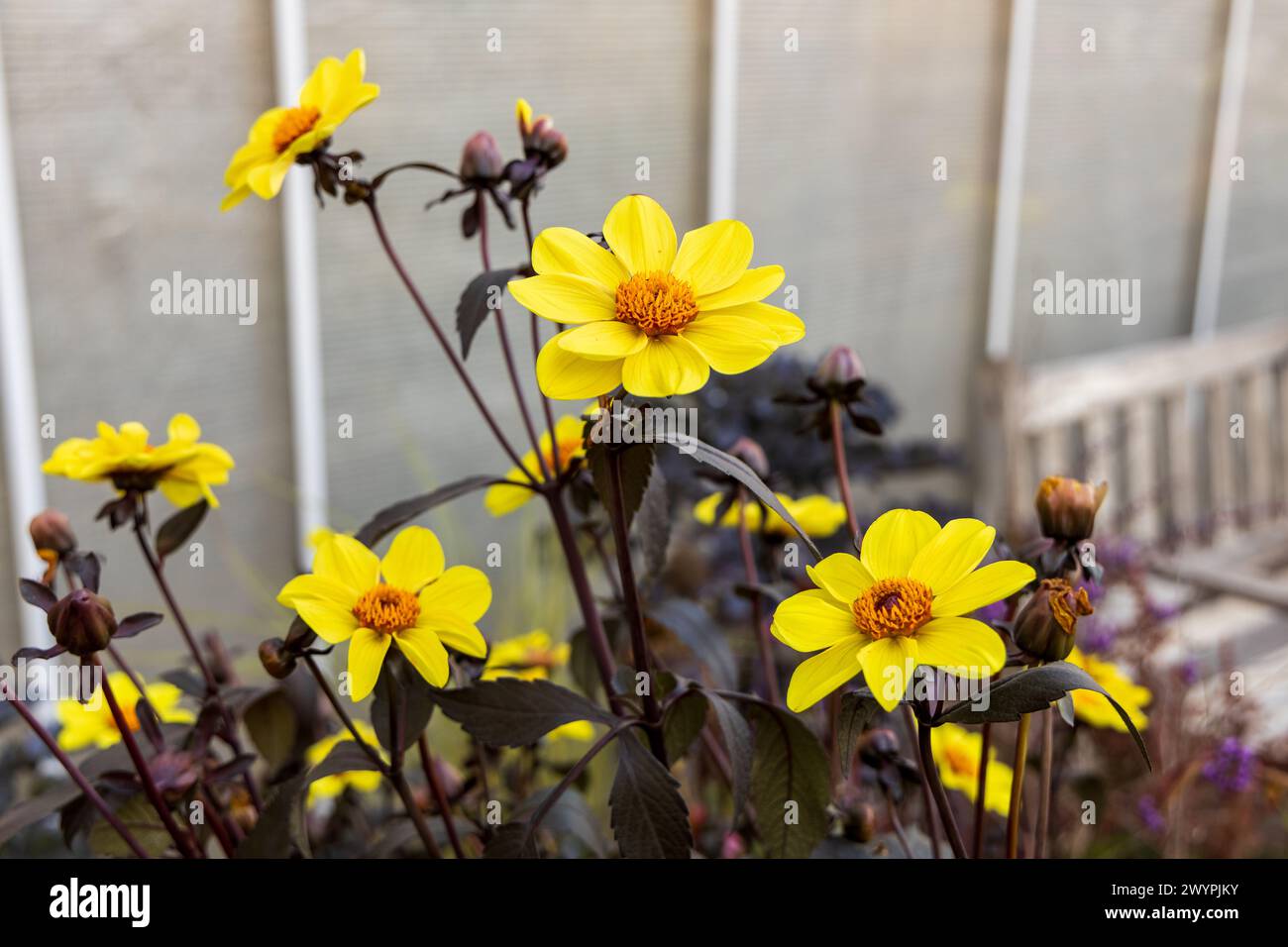 Dahlien-Anemonen-gelbe Blumen im Garten Stockfoto
