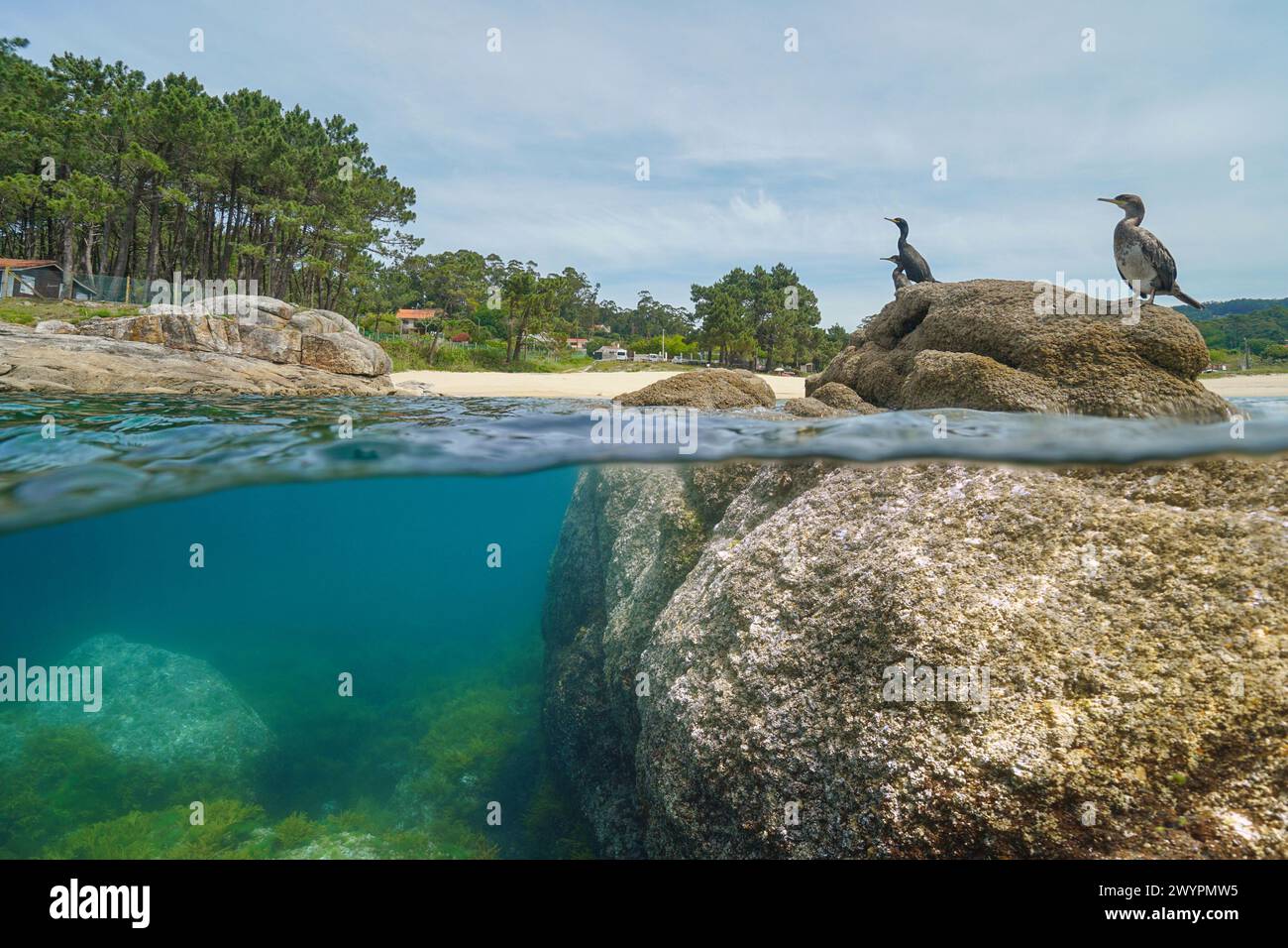 Geteilter Blick auf die Küste und unter der Wasseroberfläche mit Kormoranvögeln auf einem Felsen, natürliche Landschaft, Atlantik, Spanien, Galicien, Rias Baixas, Bueu Stockfoto