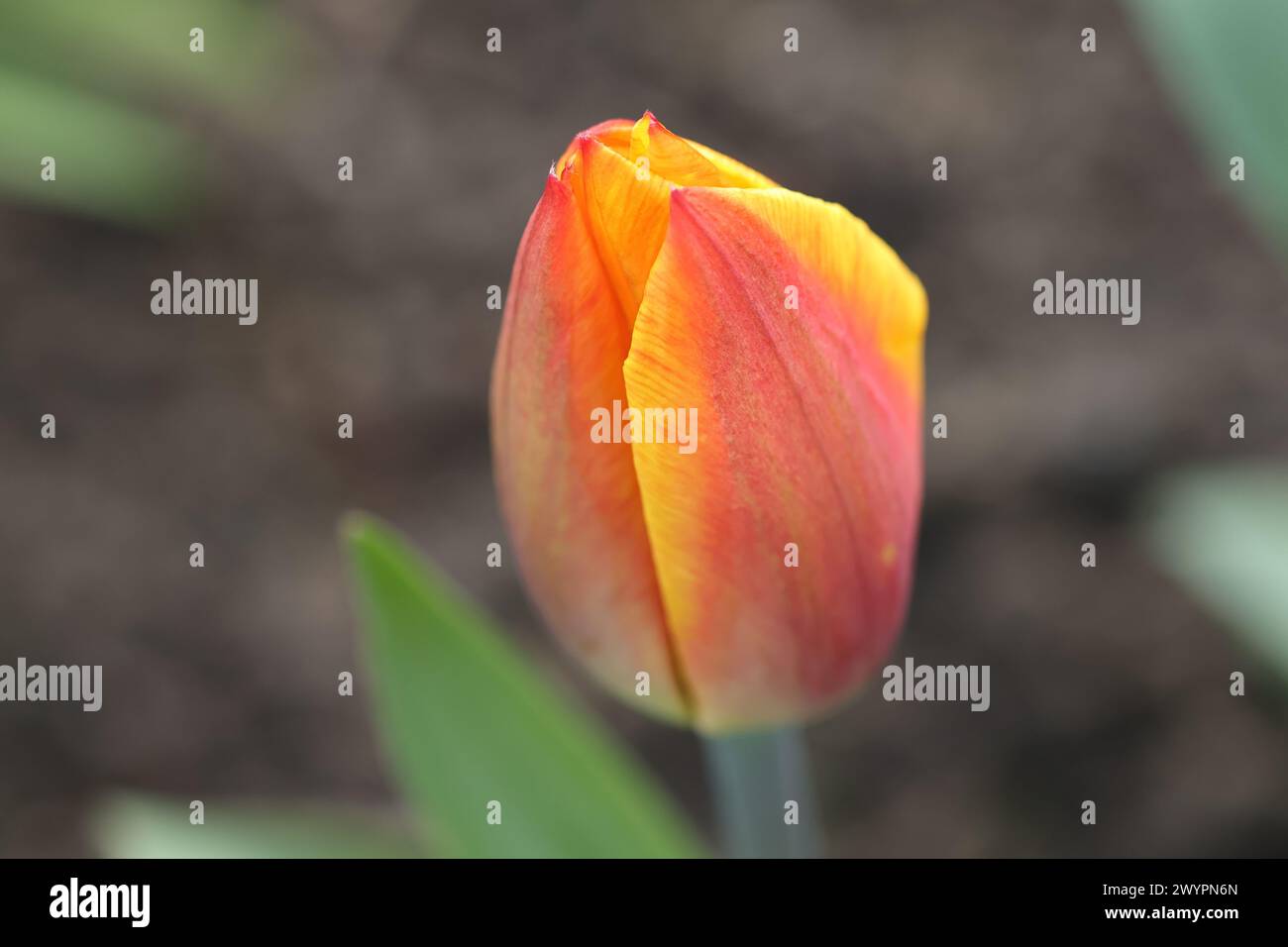 Gelbe rote Tulpenknospe auf dunklem Hintergrund aus nächster Nähe Stockfoto