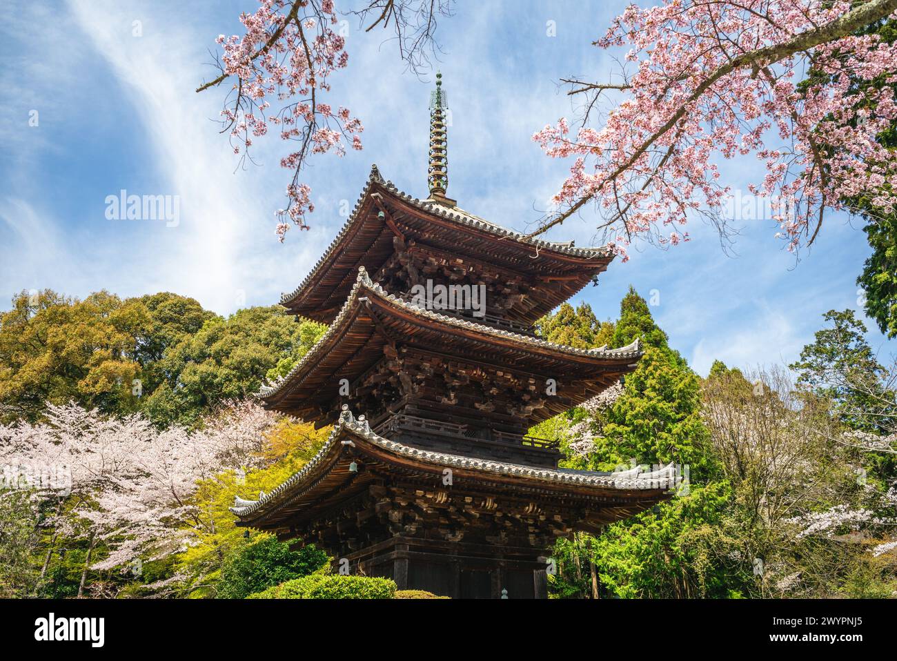 Der Onjoji-Tempel oder Miidera mit Kirschblüte am Berg Hiei in Otsu in Shiga, Japan Stockfoto