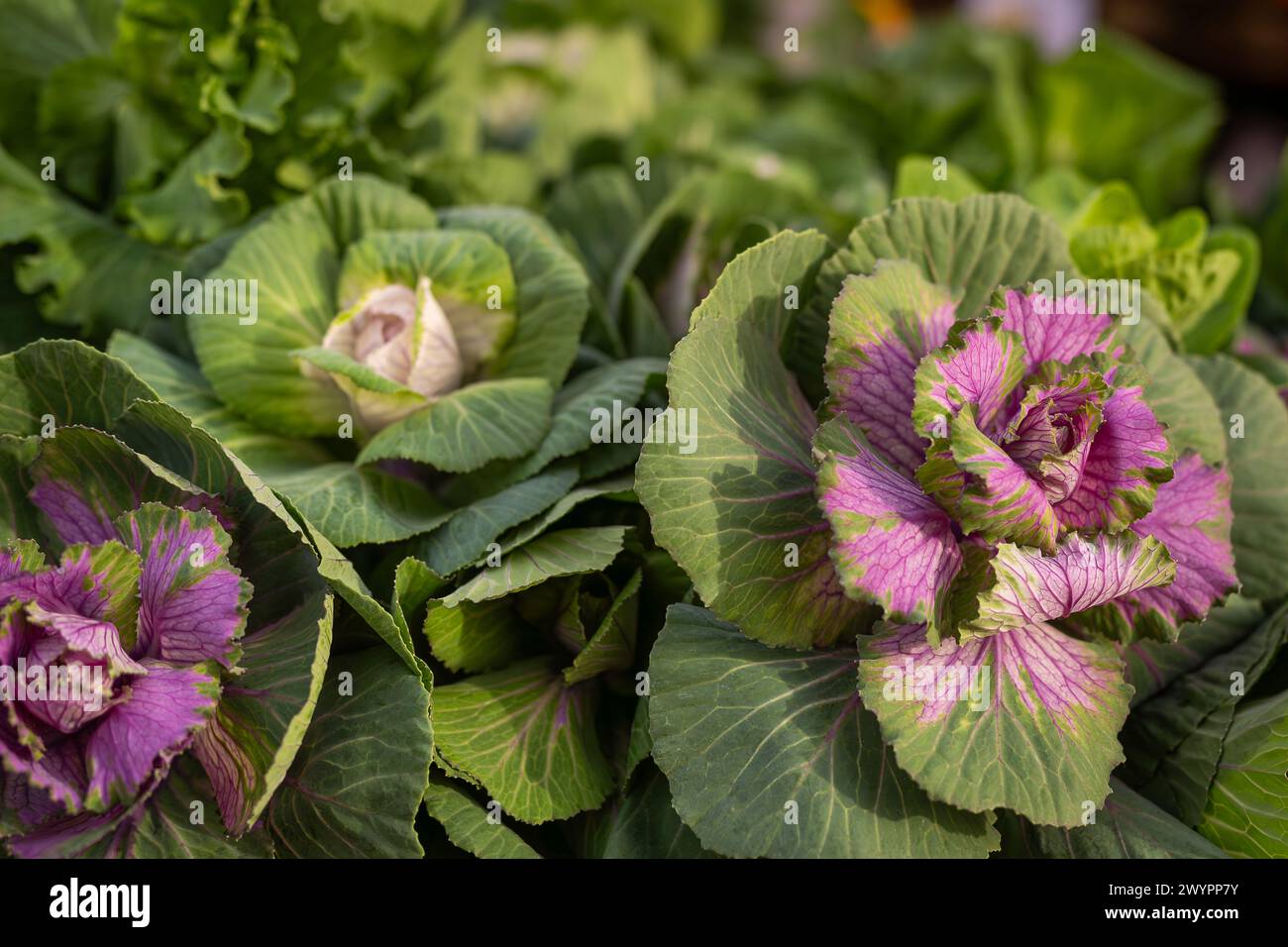 Violett, rosa und grün gelockter Kohl. Zierkohl (Brassica oleracea var. Acephala). Ein lila Kopf aus Zierkohl. Stockfoto