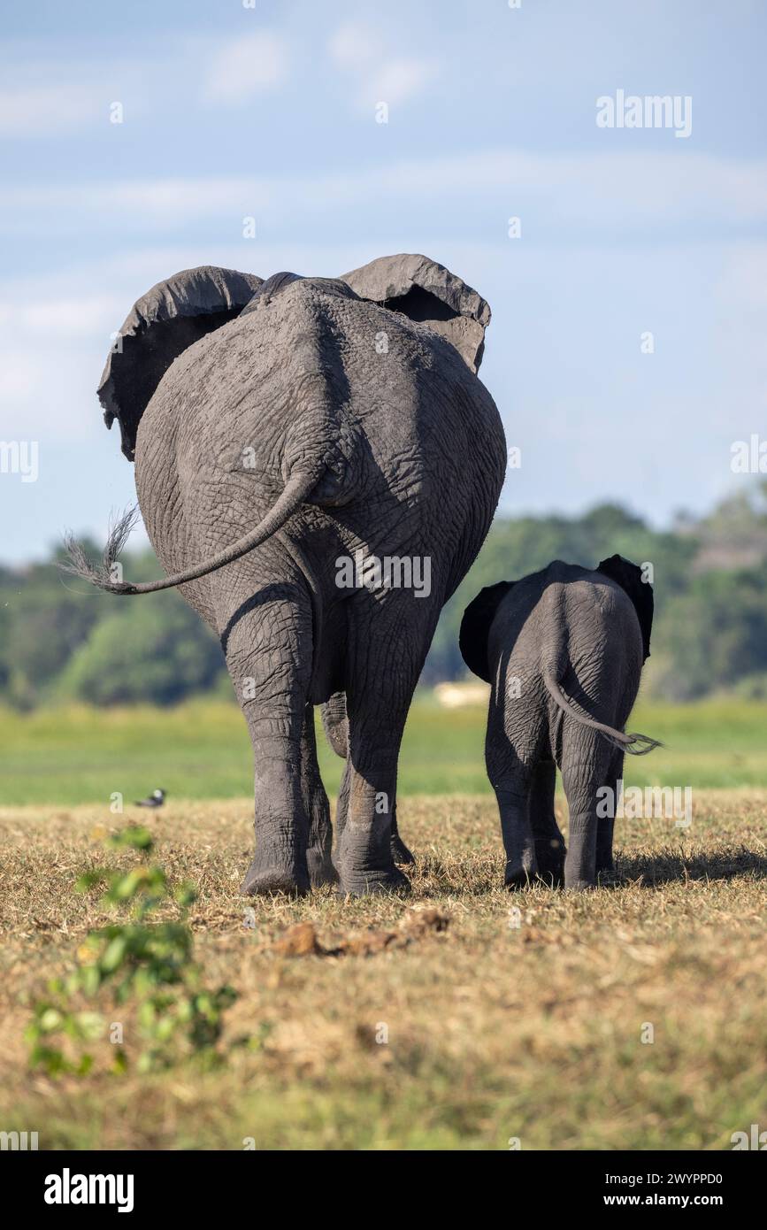 Stockfoto einer Rückansicht eines afrikanischen Elefantenkuh und Kalbes, die auf der Flussaue des Chobe River mit ihren Schwänzen synchron davonlaufen Stockfoto
