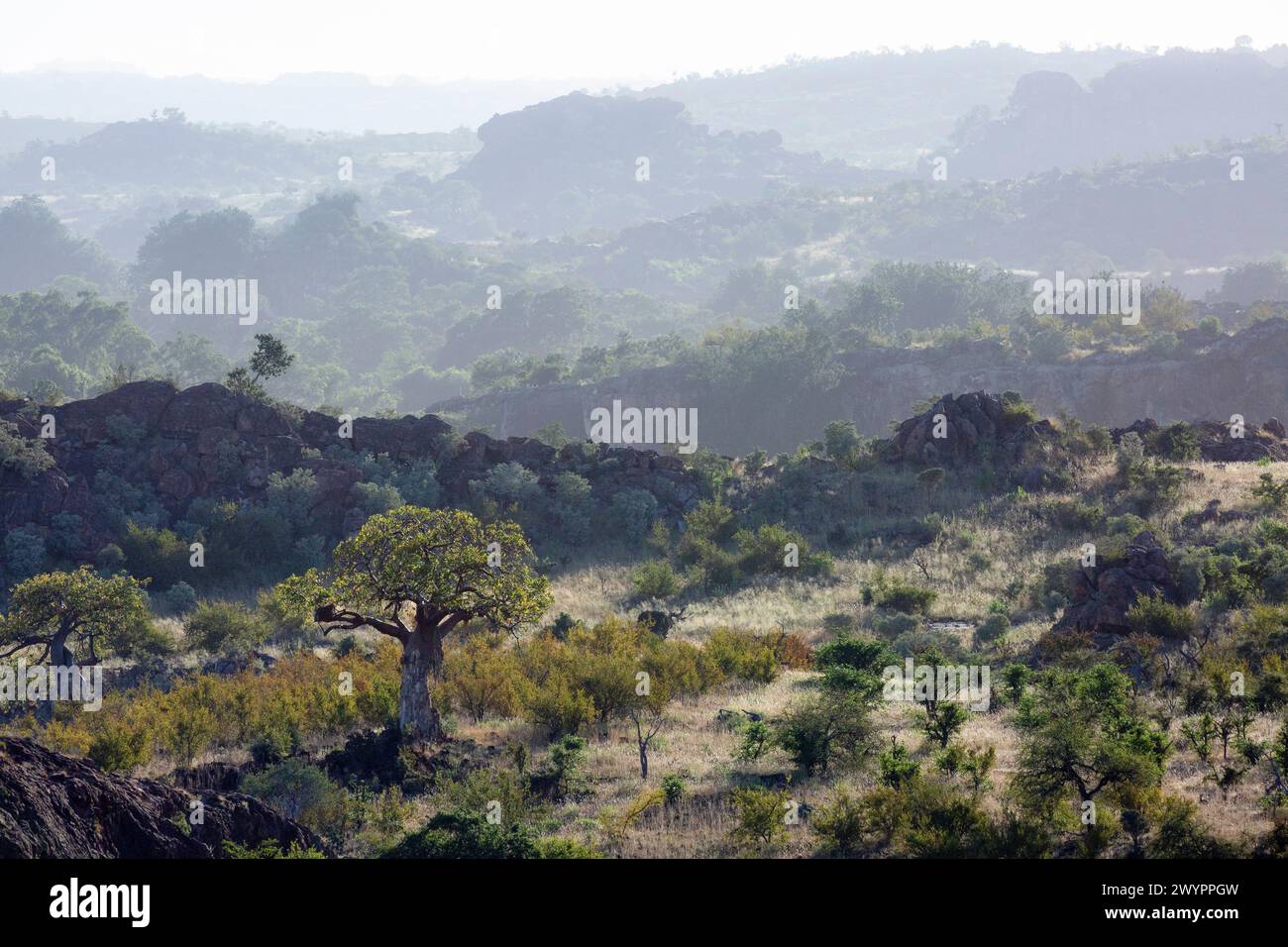 Zerklüftete Mapungubwe-Landschaft mit einer Reihe von felsigen Graten und einsamen Baobab-Bäumen im Vordergrund Stockfoto