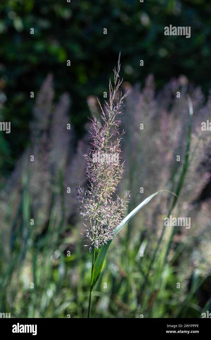Calamagrostis brachytricha (koreanisches Federschilfgras) Blumen / Blumenstiele / Blütenköpfe Stockfoto