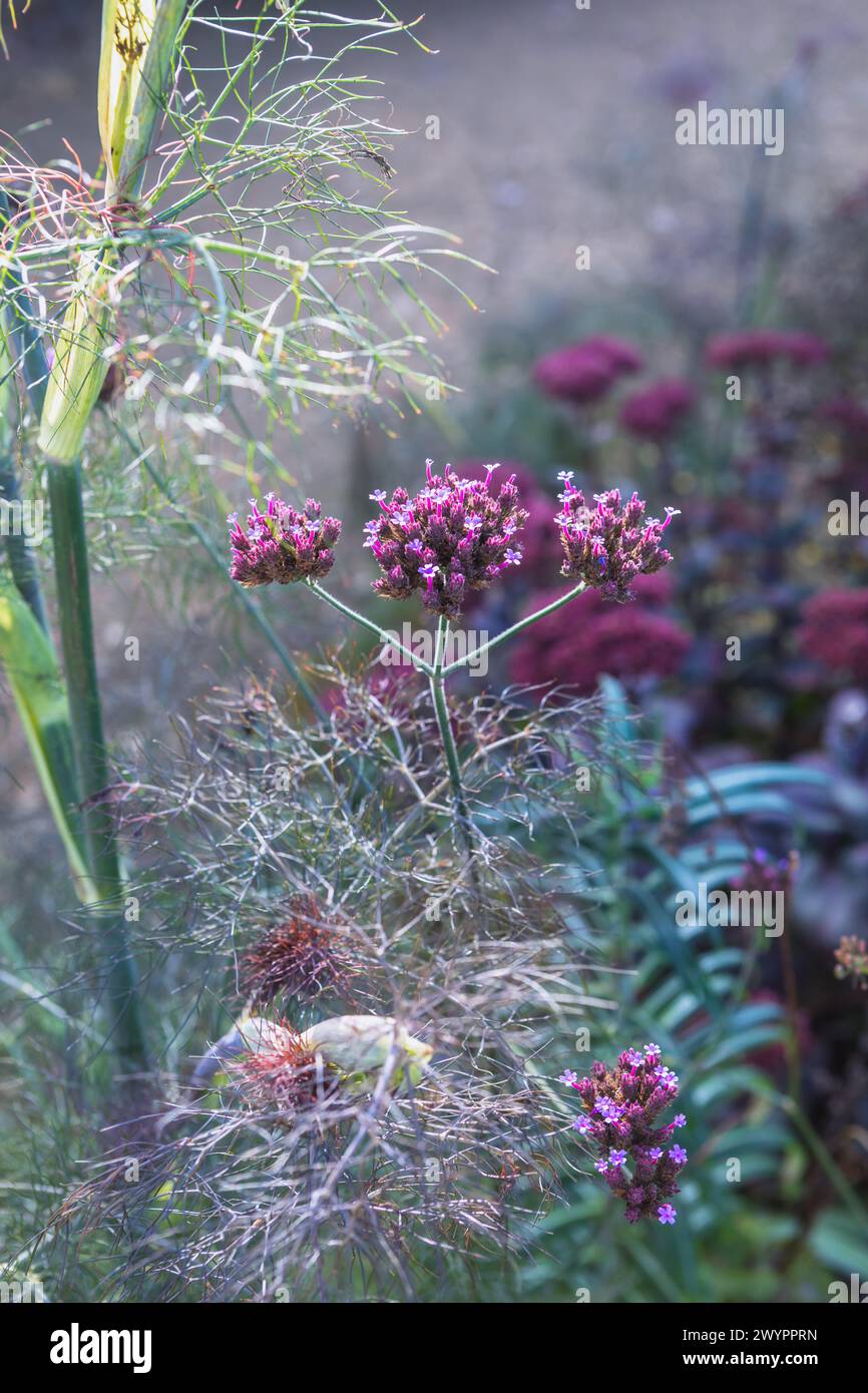 Verbena bonariensis blüht in den feinen, gefiederten Blättern des Bronzefenchels (Foeniculum vulgare 'Purpureum'), violette Pflanzkombination Stockfoto