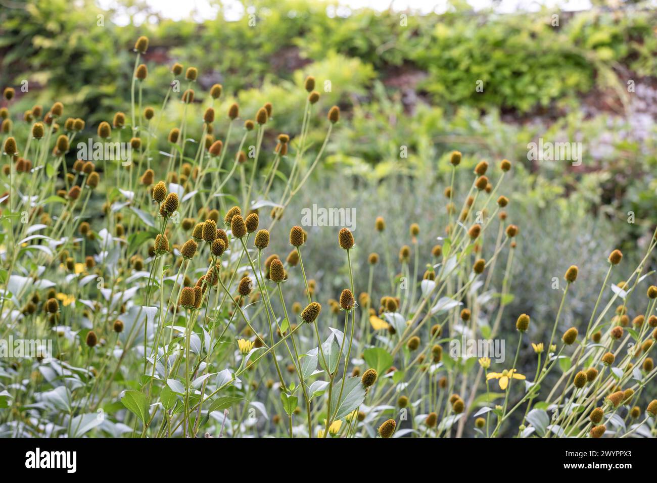 Rudbeckia laciniata (Schnittblumenblume, Fingerhut), Blütenblätter fallen gelassen und hinterlassen Kegel/Scheiben, die braun werden und den Herbst hindurch halten Stockfoto