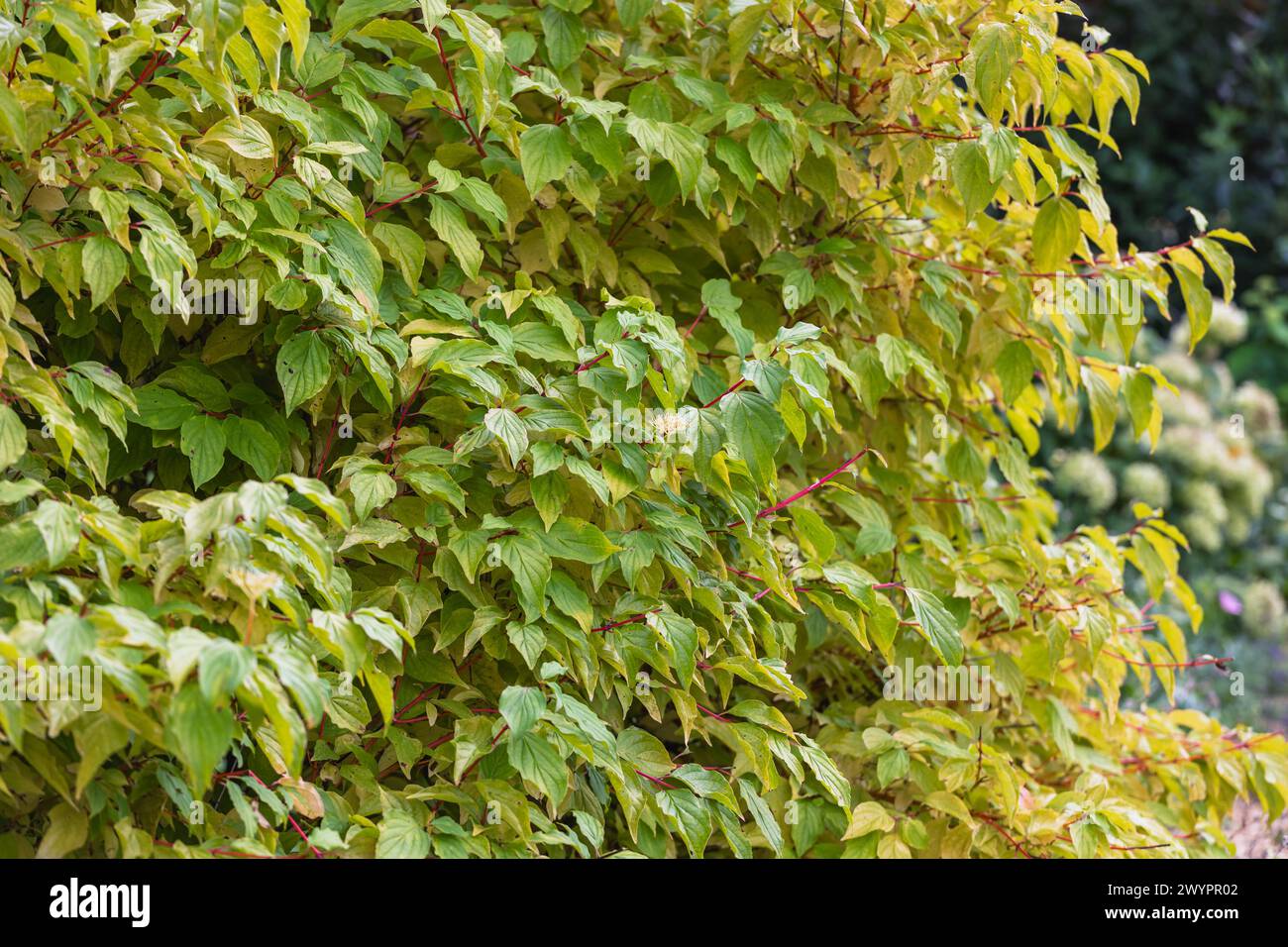 Cornus alba 'Sibirica' / sibirischer Hartholz, mit Herbstlaub beginnt gelb zu werden, rote Stämme Stockfoto