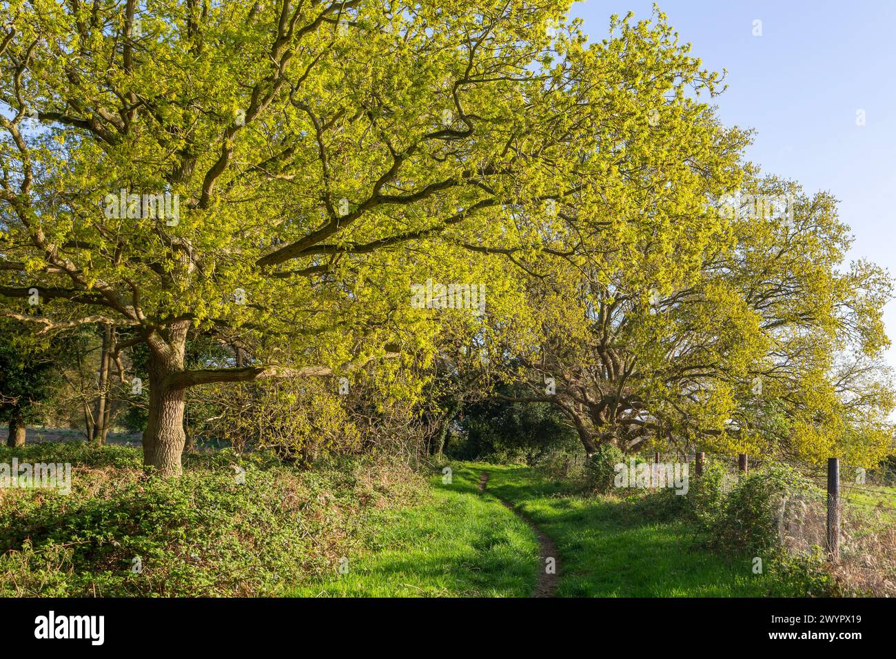 Eichen, Quercus robur, frühe Frühlingsblätter neben dem Wanderweg auf dem Land, Shottisham, Suffolk, England, Großbritannien Stockfoto