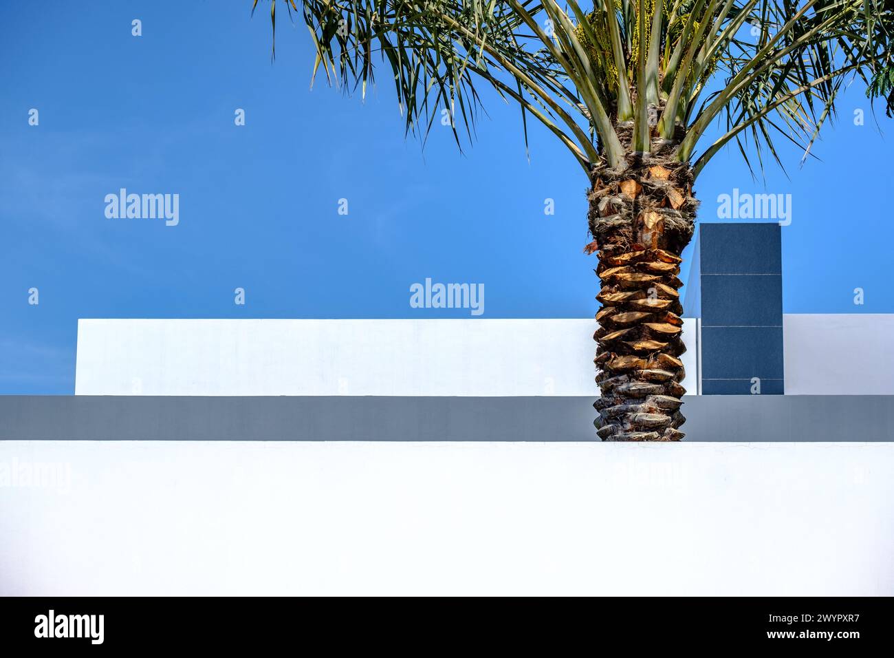 Eine Palme steht im Kontrast zum Dach eines modernistischen Äußeren, luxuriösen Villenbaus im Nahen Osten. Stockfoto