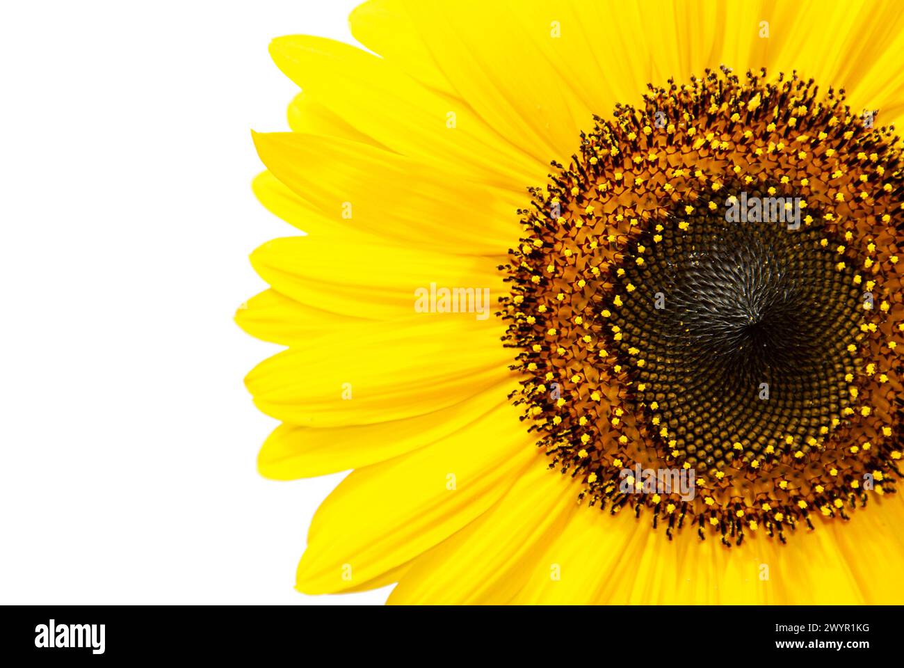 Detail einer Sonnenblume, isoliert vor weißem Hintergrund Stockfoto