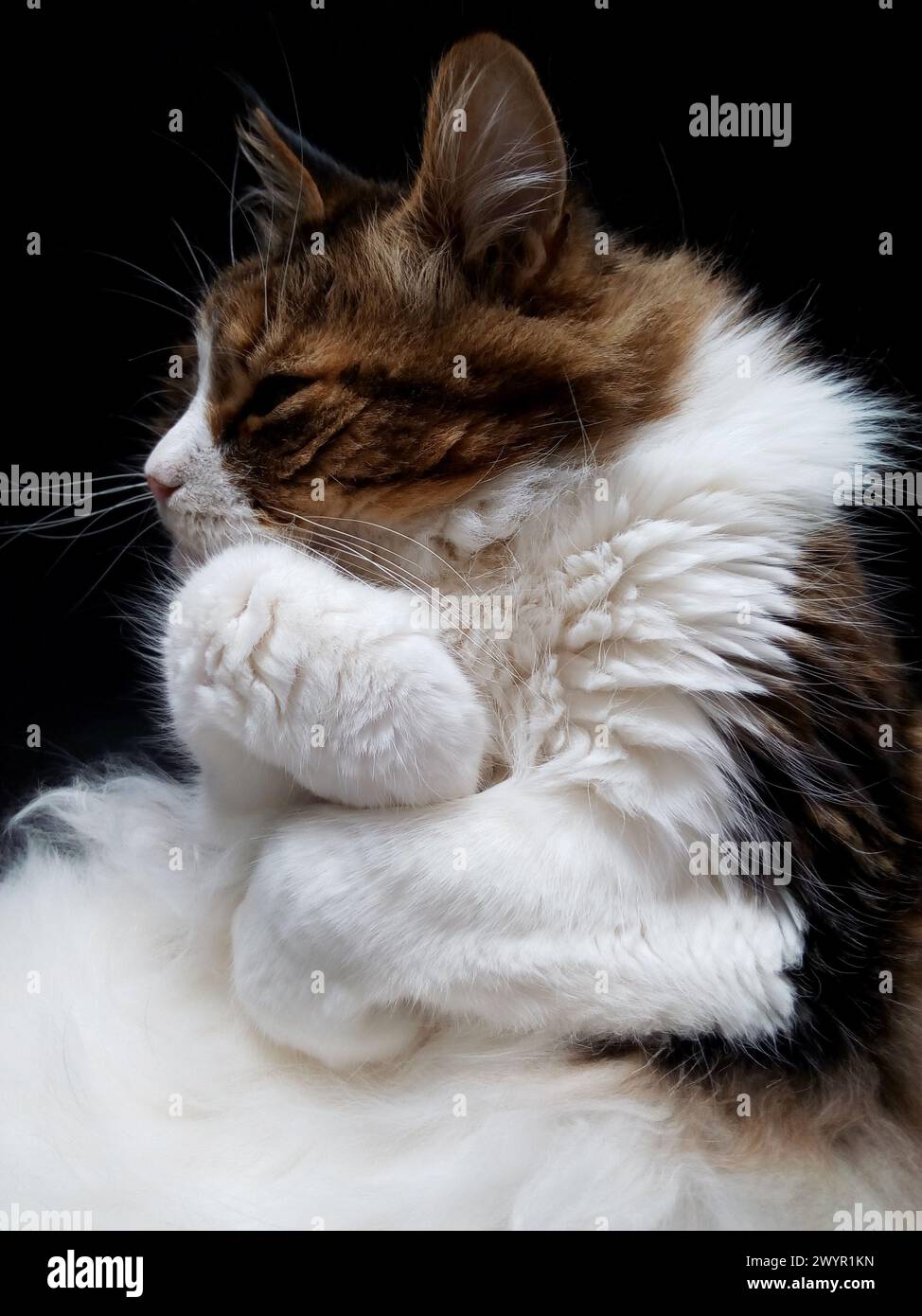 Detail von Maine Coon Katze, die sich auf schwarzer Oberfläche zusammengerollt hat. Braunes, geblocktes Tabby mit viel weißem Haar Stockfoto