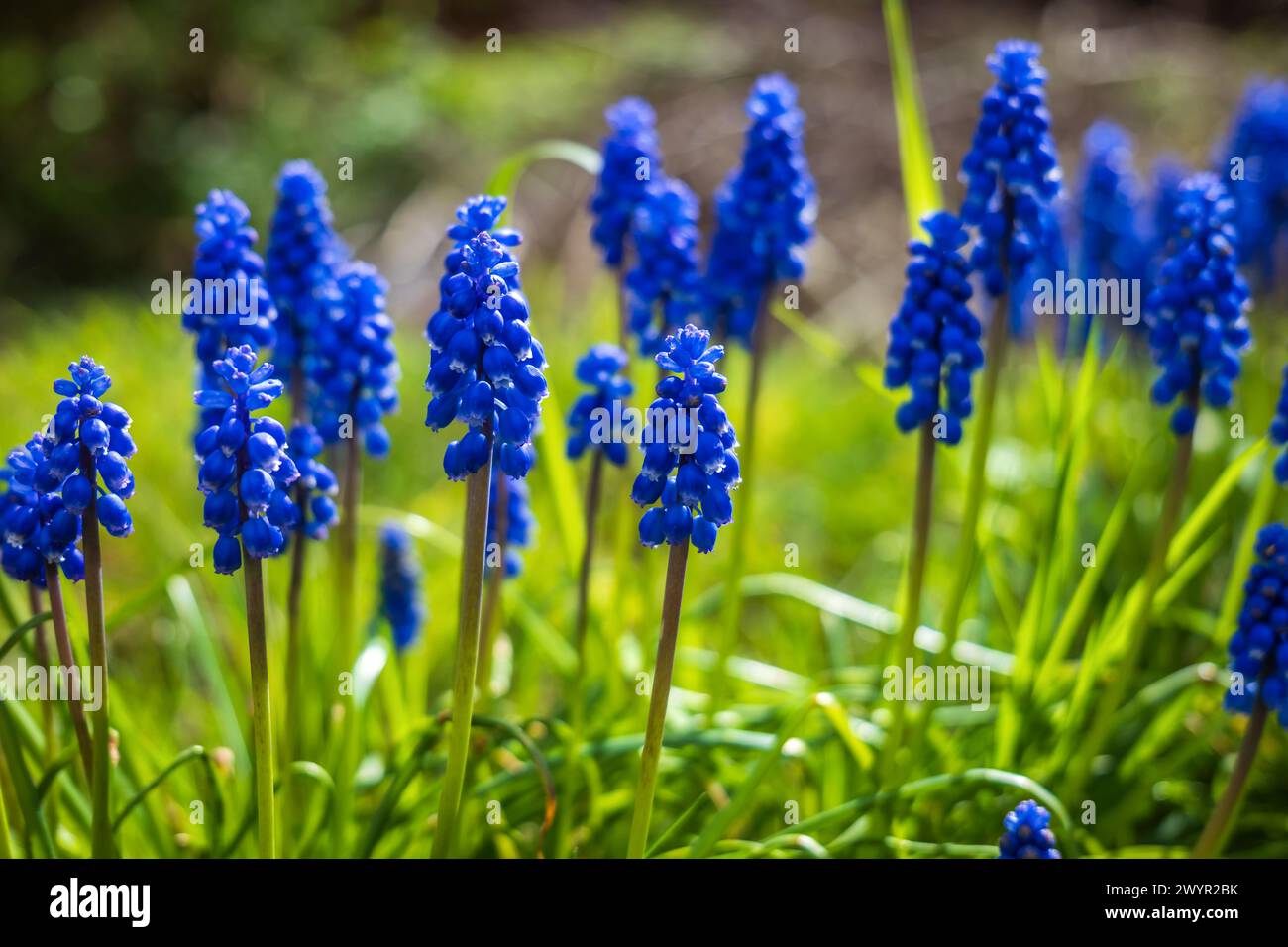 Frühjahrs-Blauglocken-Nahaufnahme im Garten in england, großbritannien. Stockfoto