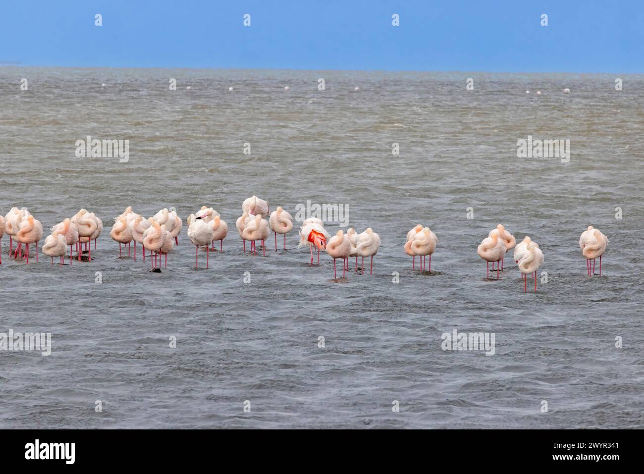 Bild einer Gruppe von Flamingos, die tagsüber in flachem Wasser in der Nähe der Walvis Bay in Namibia stehen Stockfoto