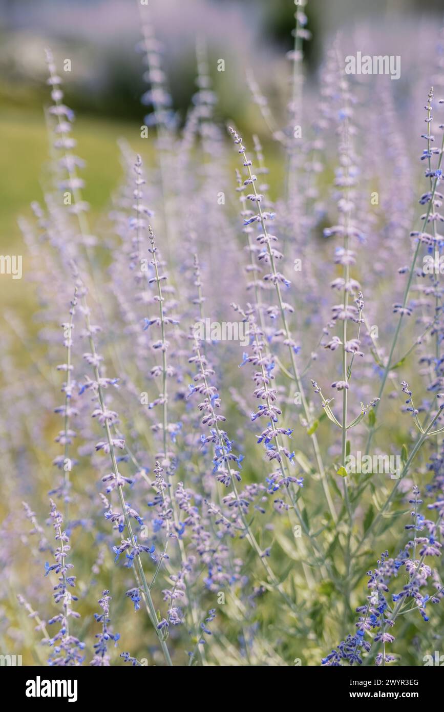Lavendelfeld im weichen Fokus, ruhige Natur Stockfoto