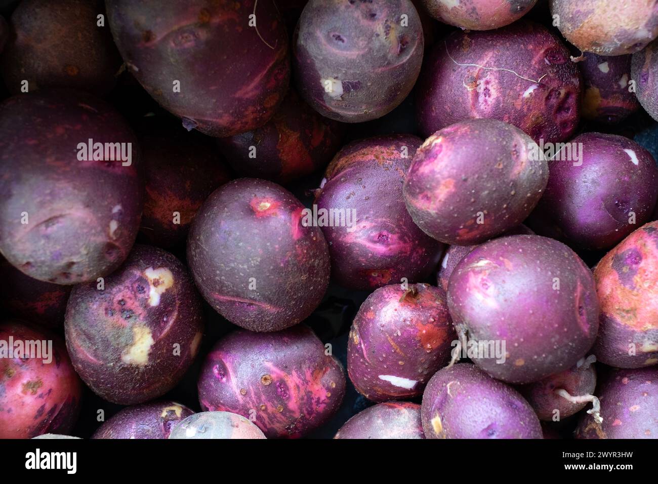 Nahaufnahme von violetten Kartoffeln, die den Rahmen füllen Stockfoto