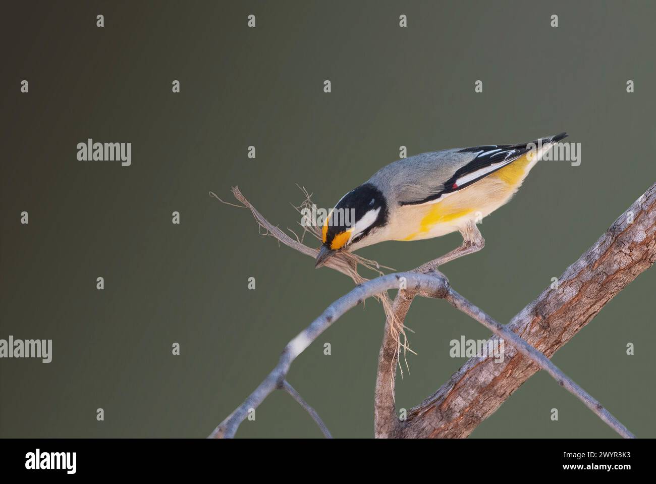 Pardalote (Pardalotus striatus) mit Nistmaterial im Schnabel, Lorella Springs Wilderness Park, Northern Territory, NT, Australien Stockfoto