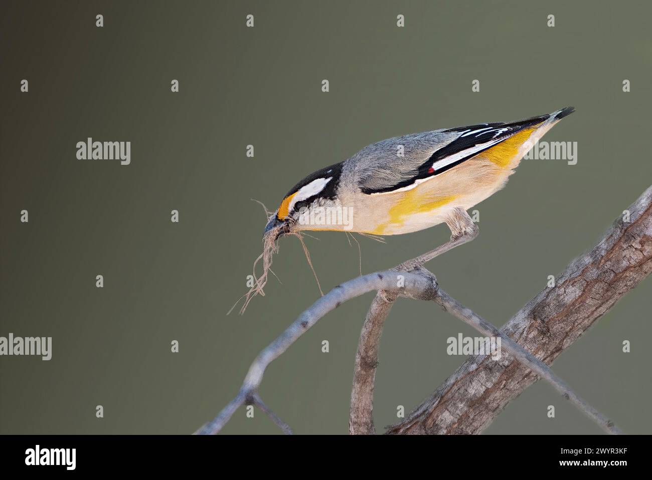 Pardalote (Pardalotus striatus) mit Nistmaterial im Schnabel, Lorella Springs Wilderness Park, Northern Territory, NT, Australien Stockfoto