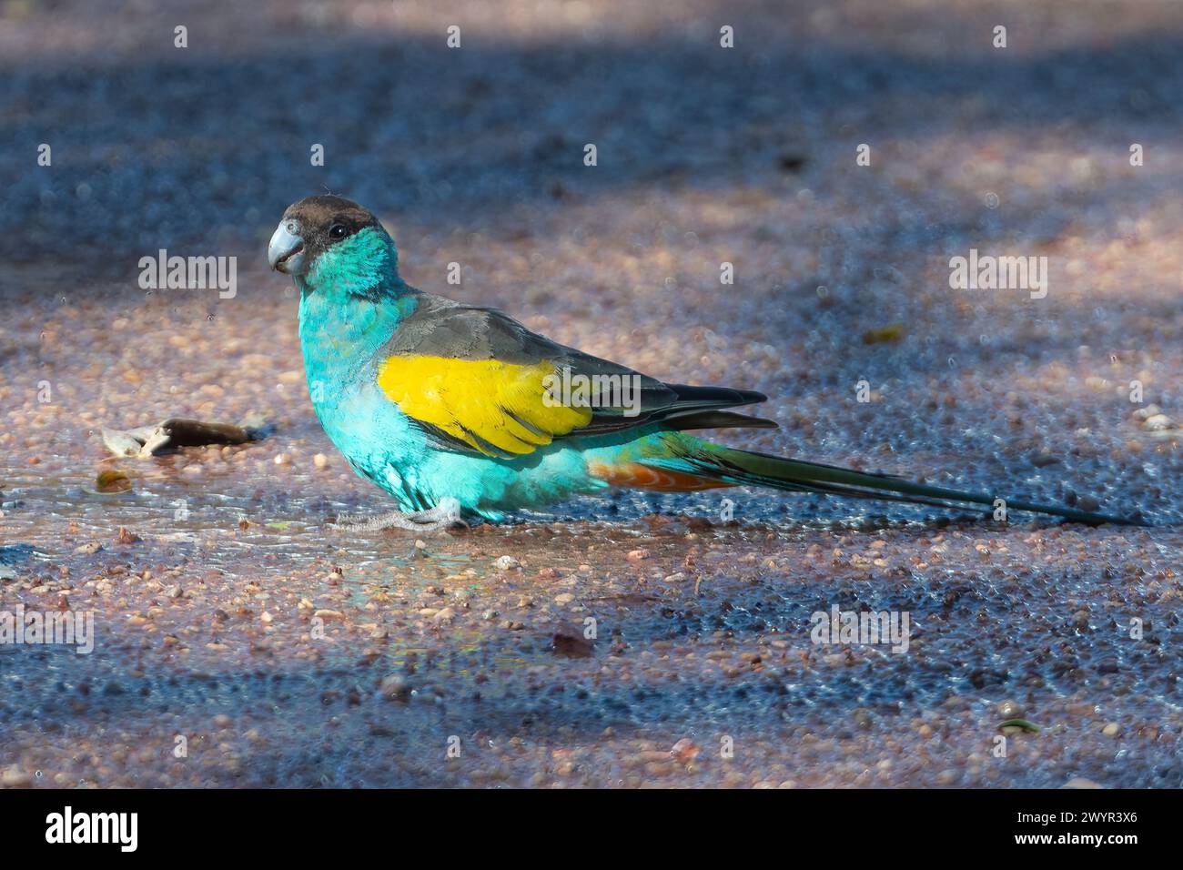 Männlicher Kapuzenpapagei (Psephotus dissimilis) am Boden, Pine Creek, Northern Territory, NT, Australien Stockfoto