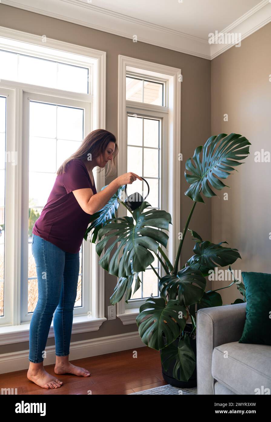 Frau, die große Monsterapflanze im Wohnzimmer zu Hause bewässert. Stockfoto