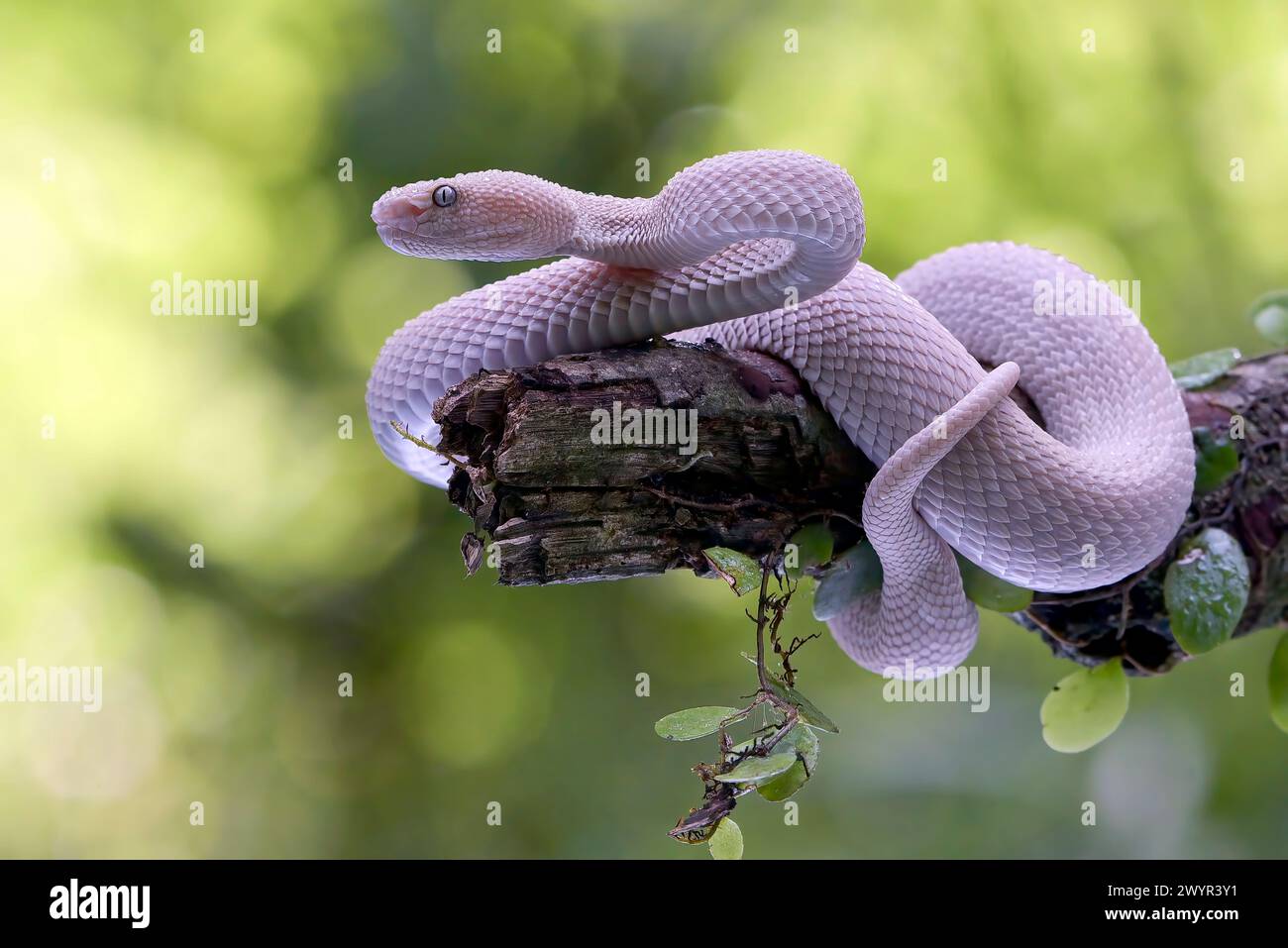 Kleine Sunda-Grubenviper (Trimeresurus insularis) an einem Baumzweig Stockfoto